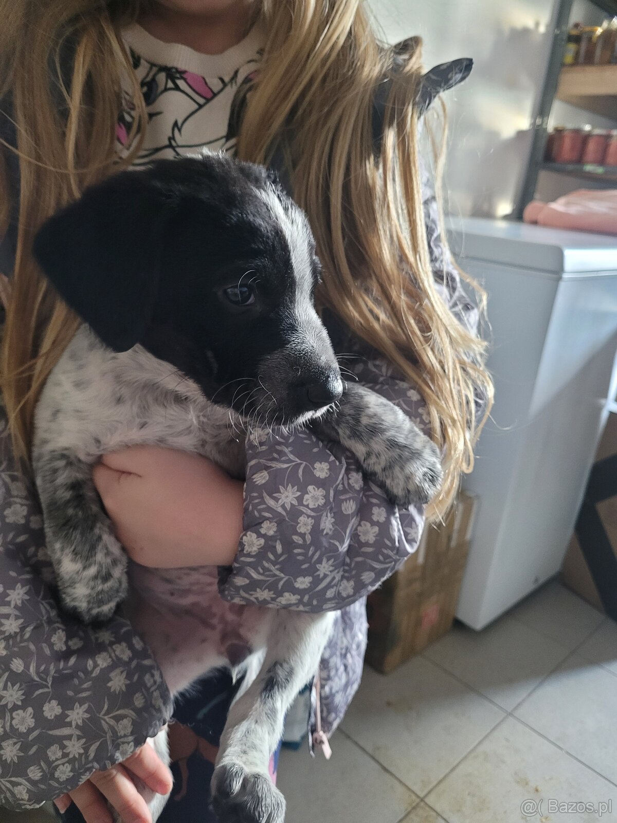 Szczeniaki wyżeł niemiecki - 8