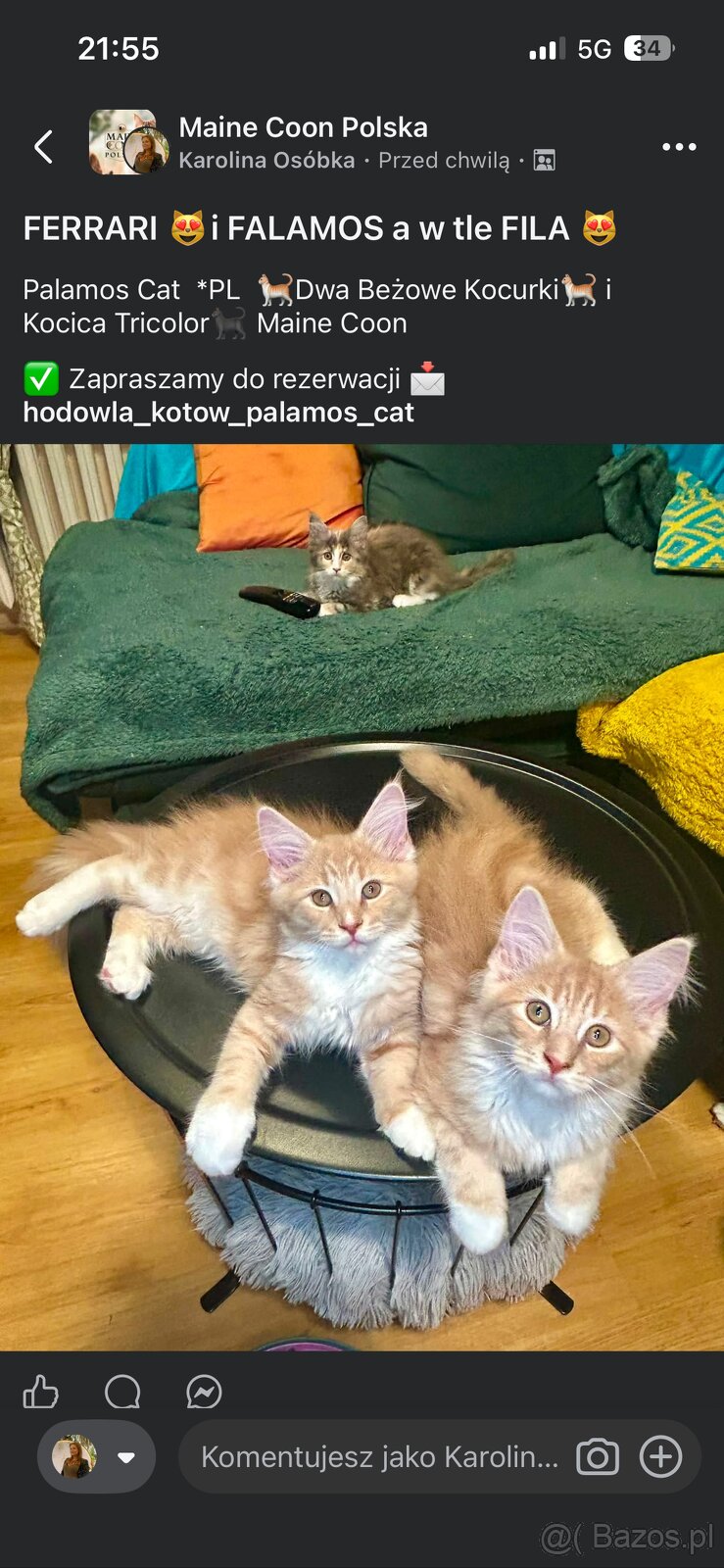 Maine Coon - 8