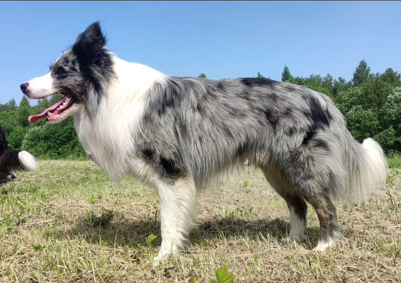 Reproduktor - Krycie - Border Collie - 8