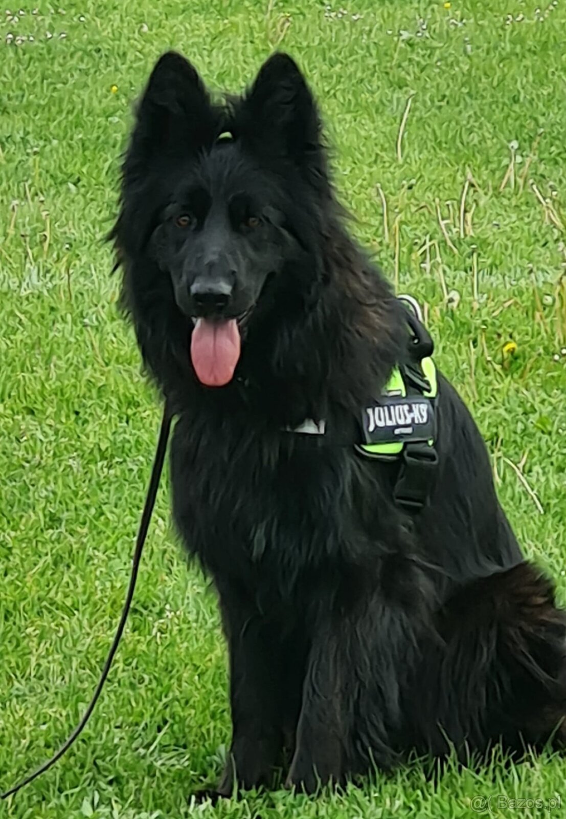 Owczarek niemiecki długowłosy czarny FCI - 8