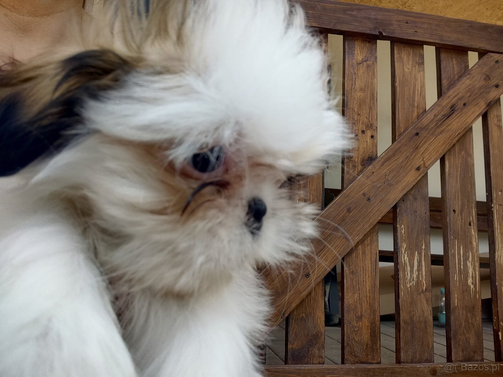 Suczka mieszanka pekińczyk -shih tzu - 8