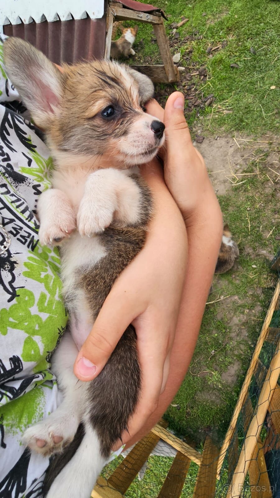 Kto pokocha szczenię Welsh Corgi? - 8