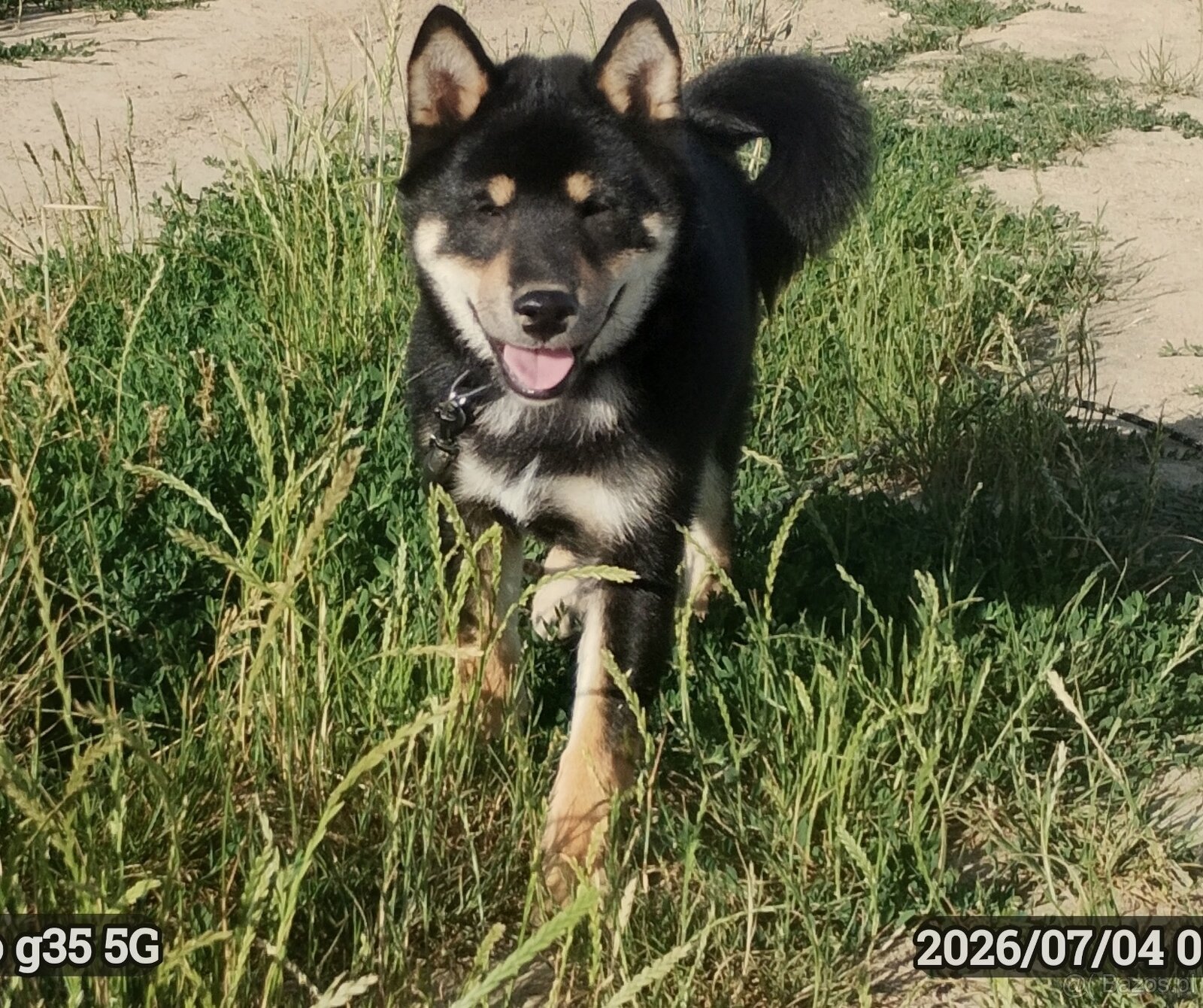 SHIBA INU czteromiesięczny szczeniaczek - 8