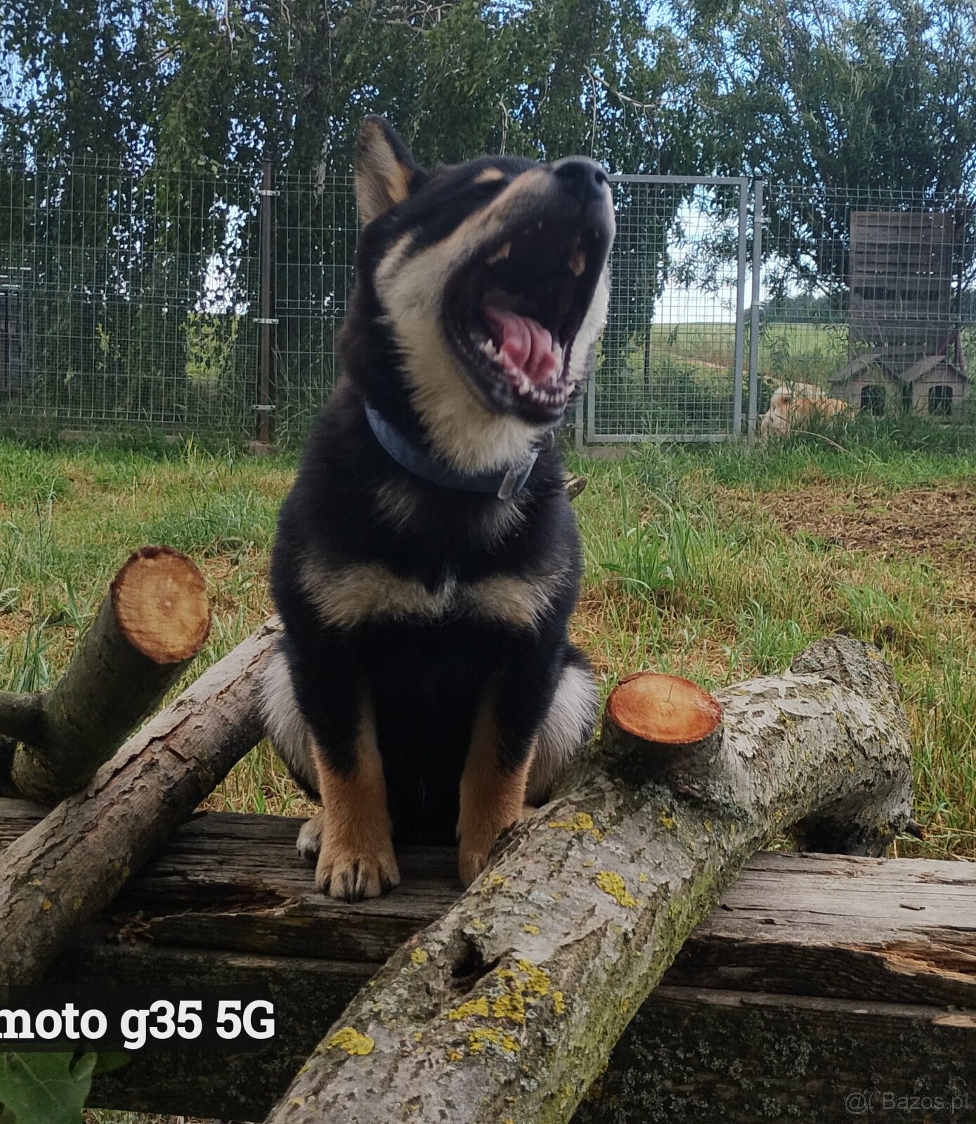 SHIBA INU czteromiesięczny szczeniaczek - 8
