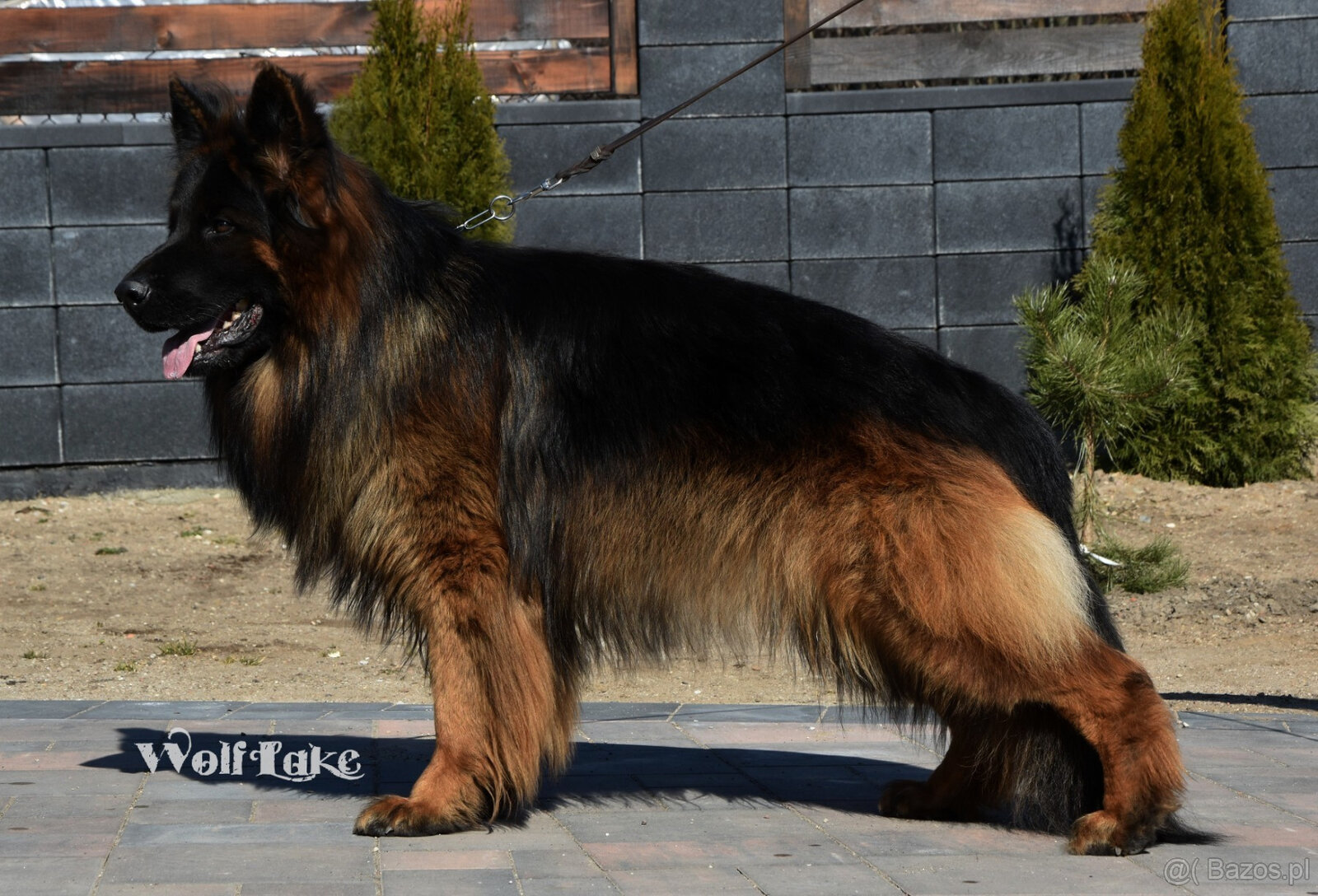 Owczarek niemiecki długowłosy ZKwP FCI - 8