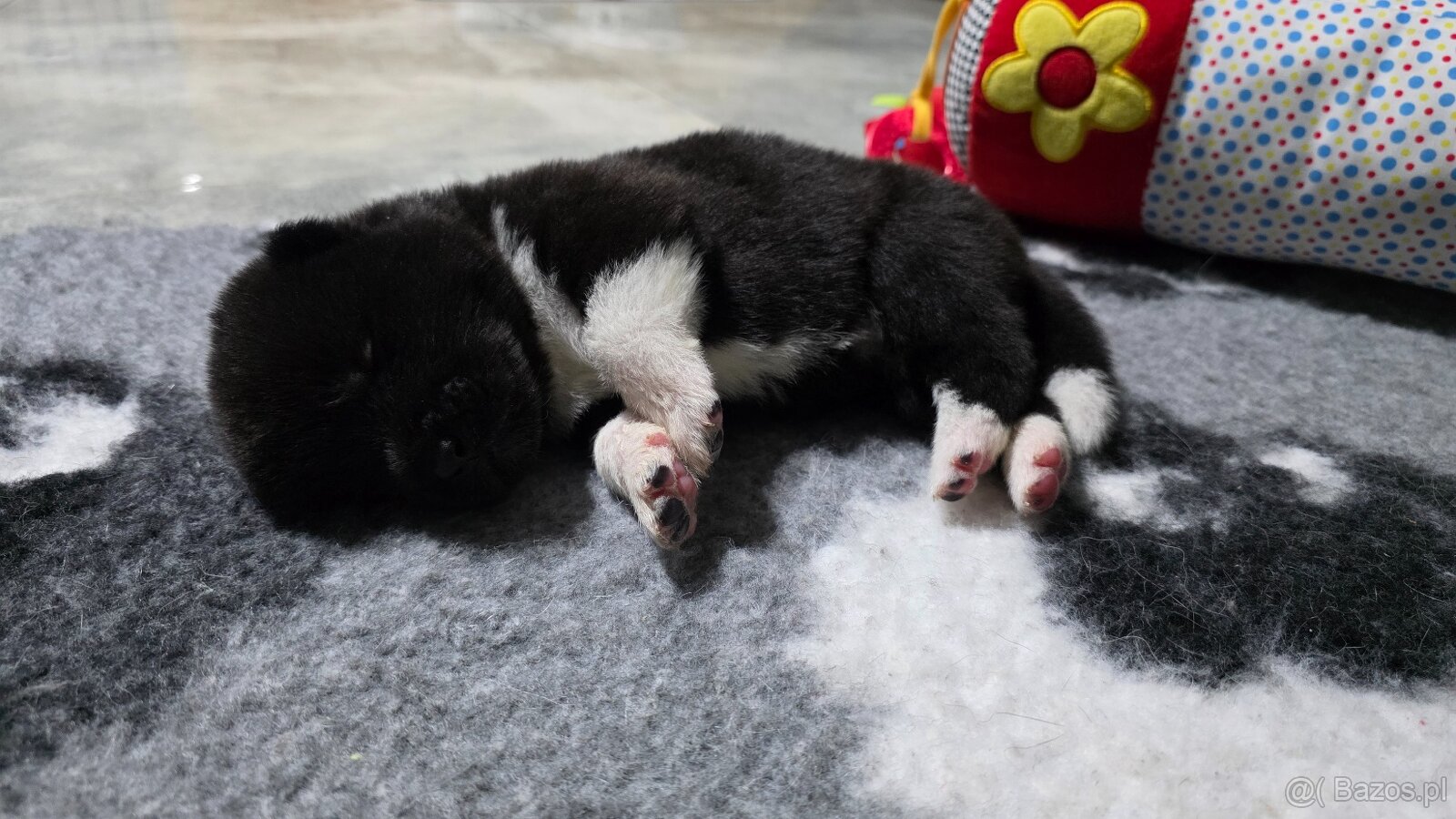 Akita amerykańska - 8