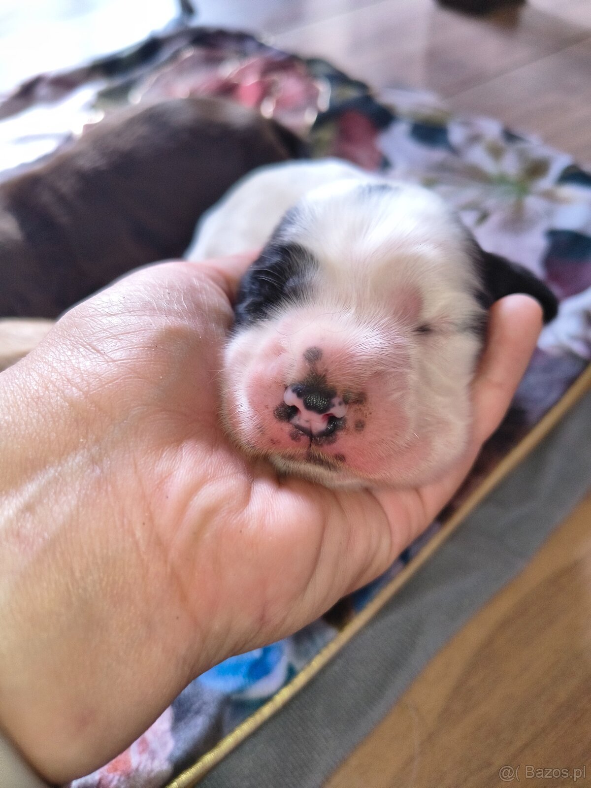 Szczeniak cocker spaniel angielski - 8