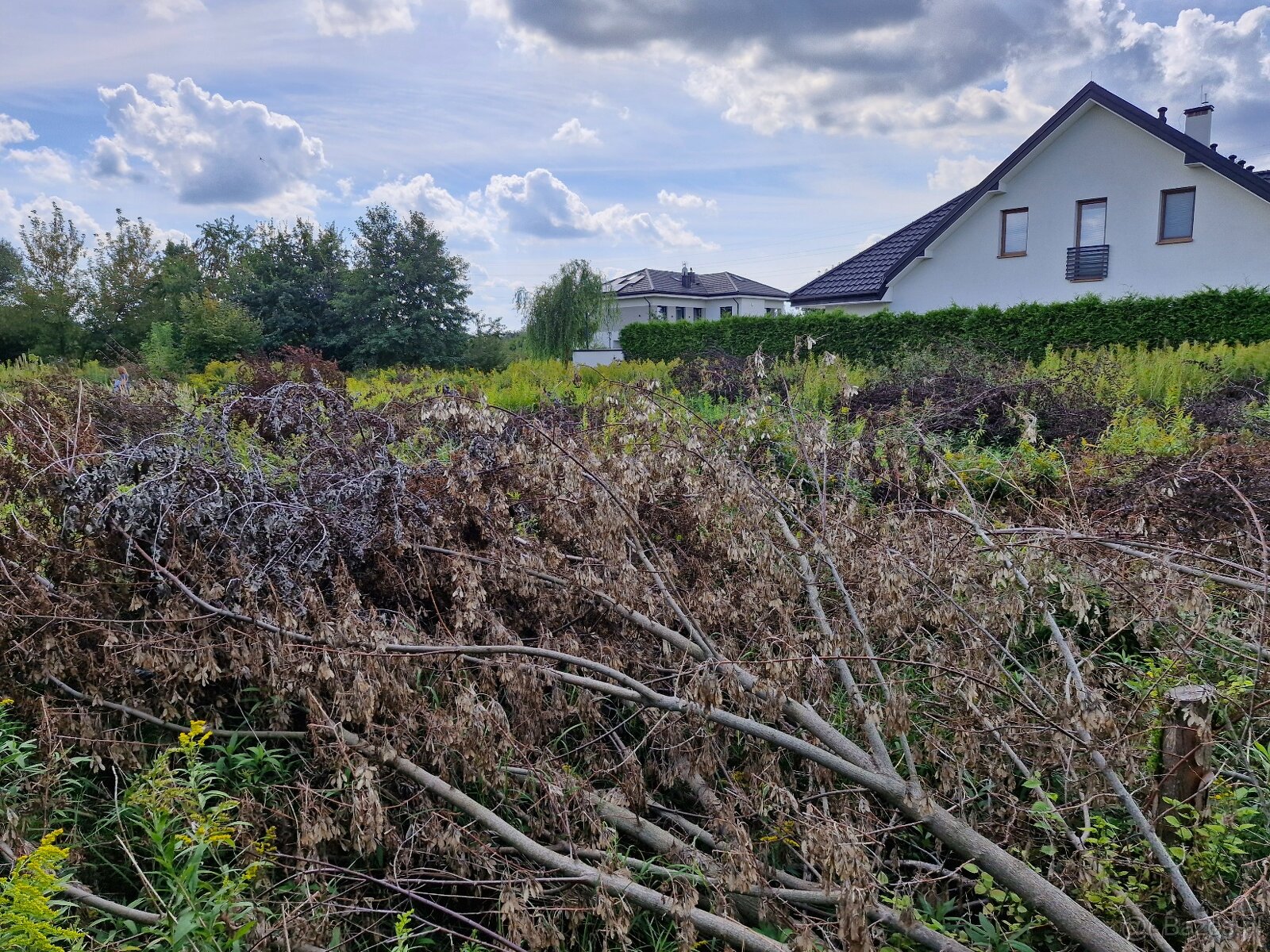 Wycięte drzewa i krzewy oddam np. na opał - 8