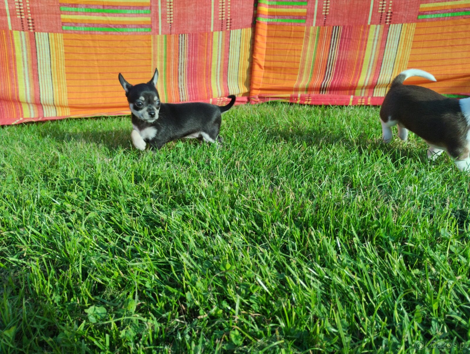 Chihuahua krótkowłosa - 8