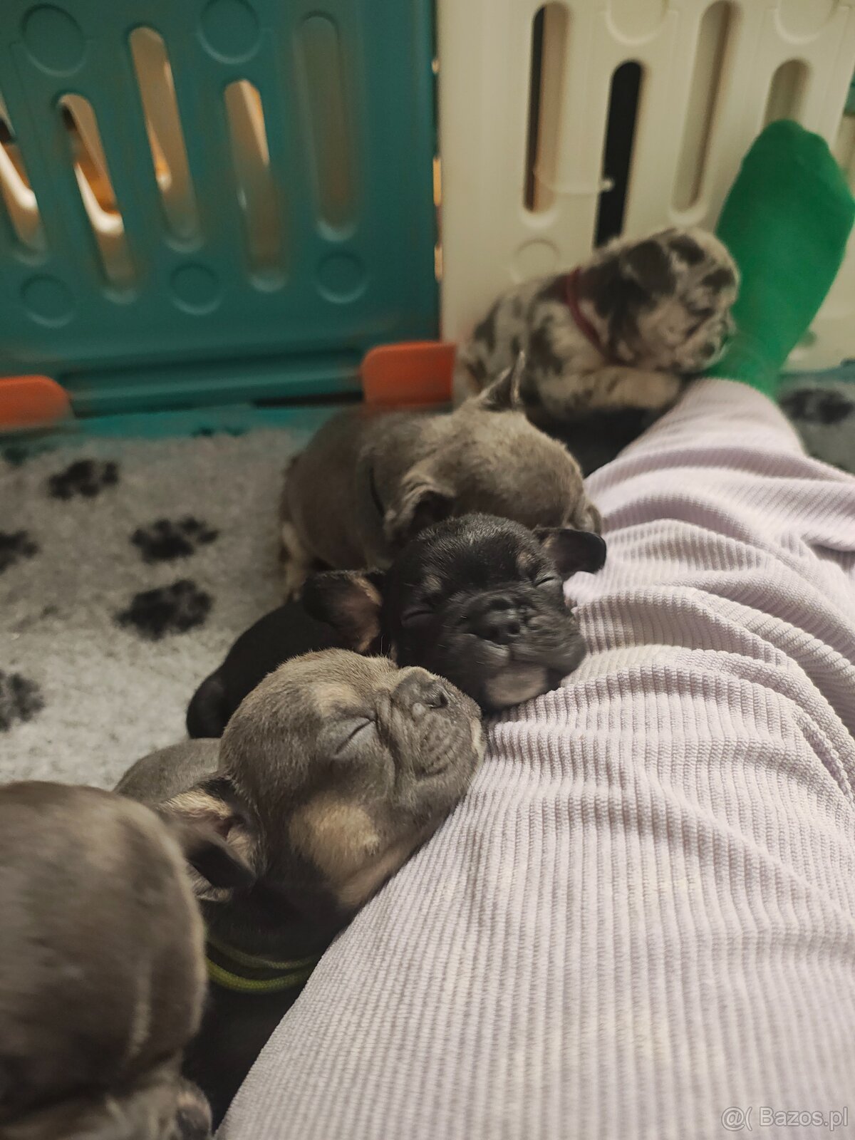 Buldogi francuskie - 8