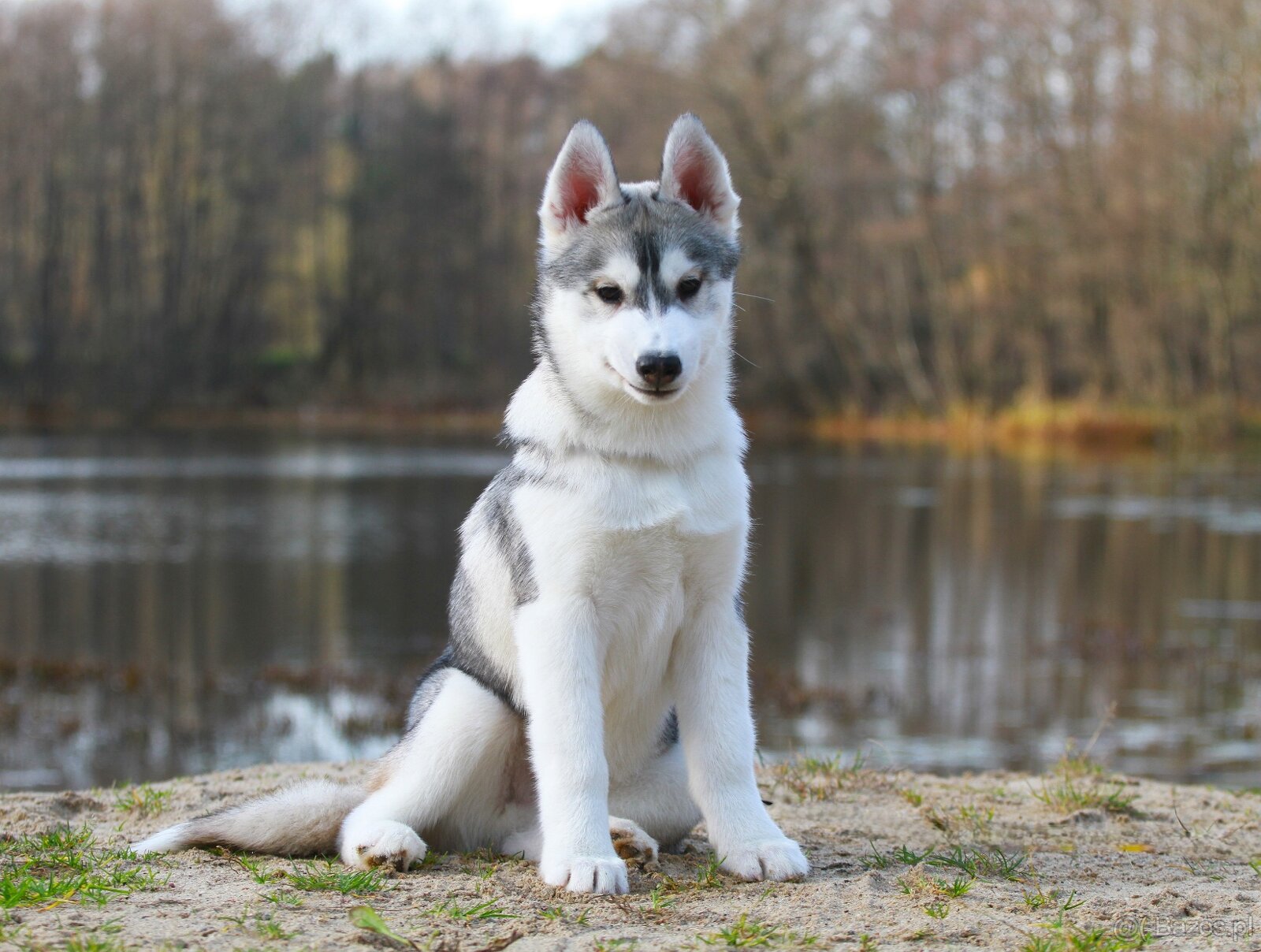 Siberian Husky ZKwP - 8