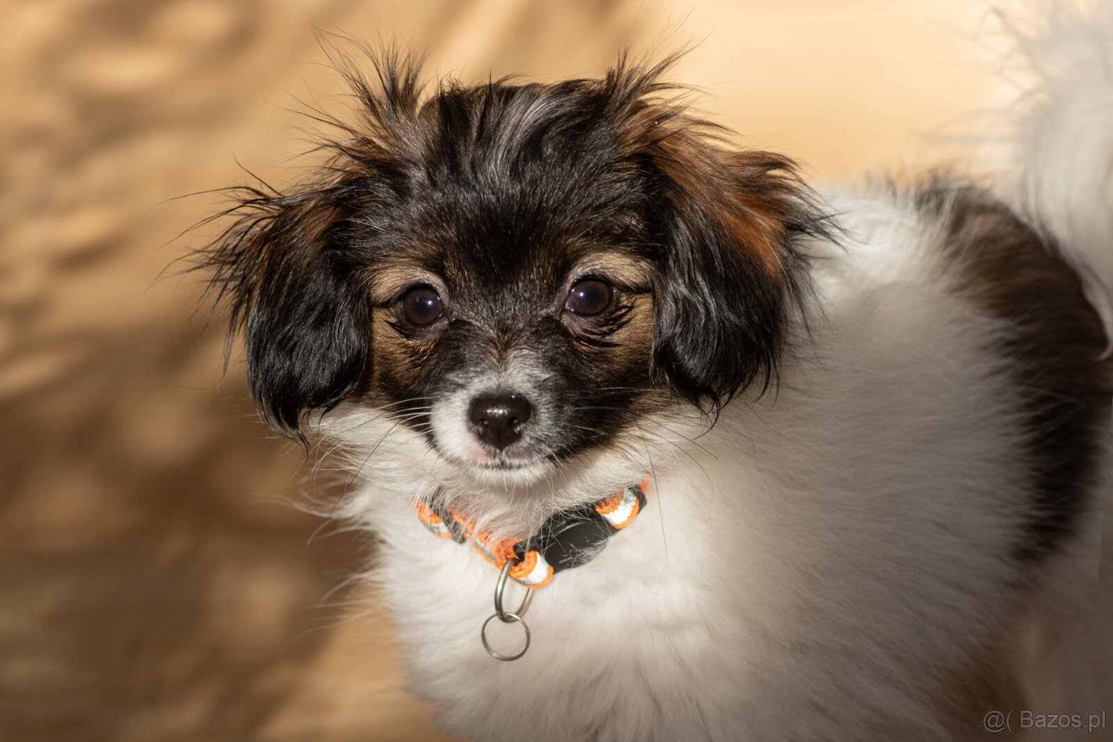 spaniel kontynentalny miniaturowy phalene (nie papillon) - 8