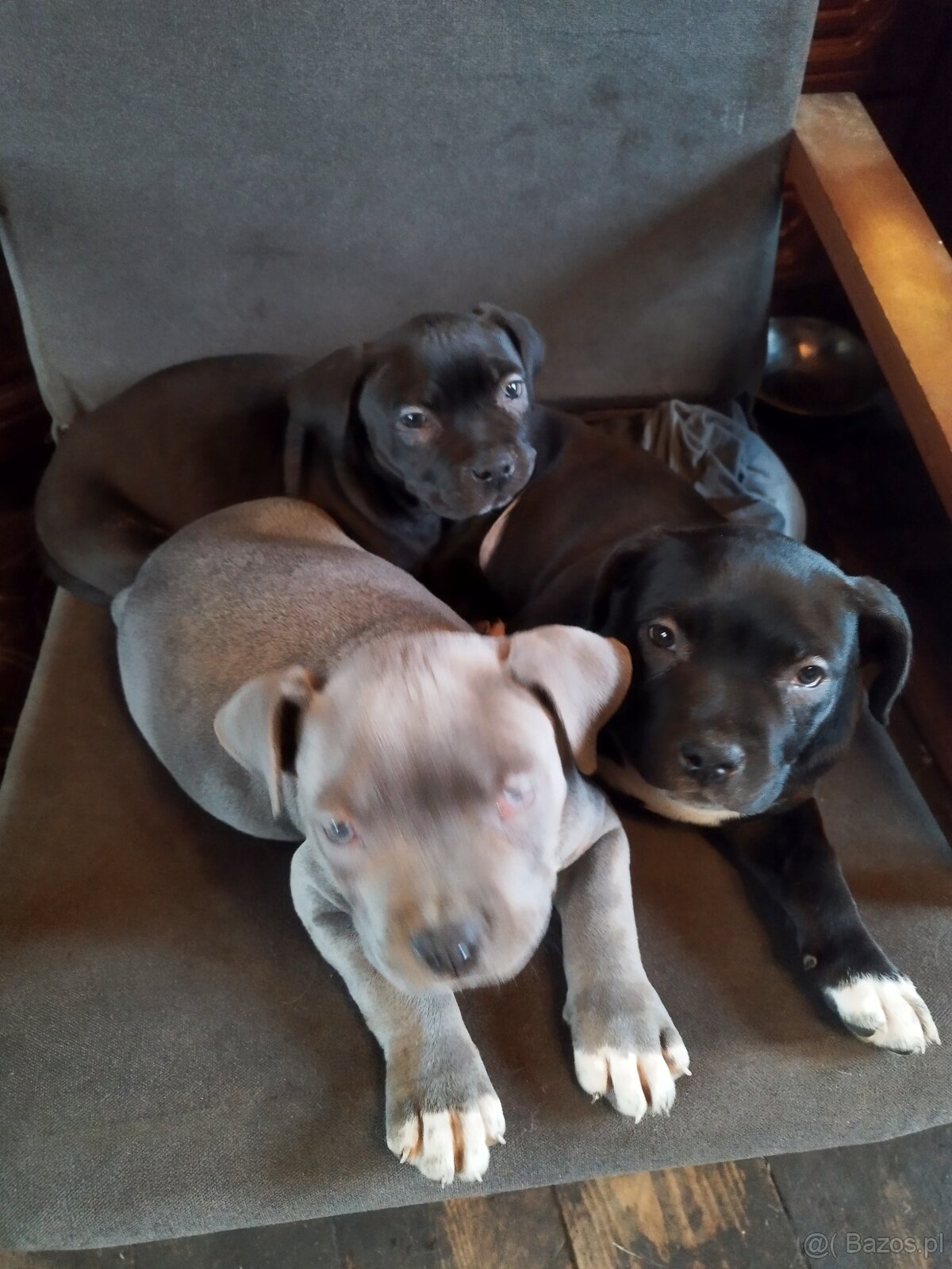 Amerykan buli xl - 8