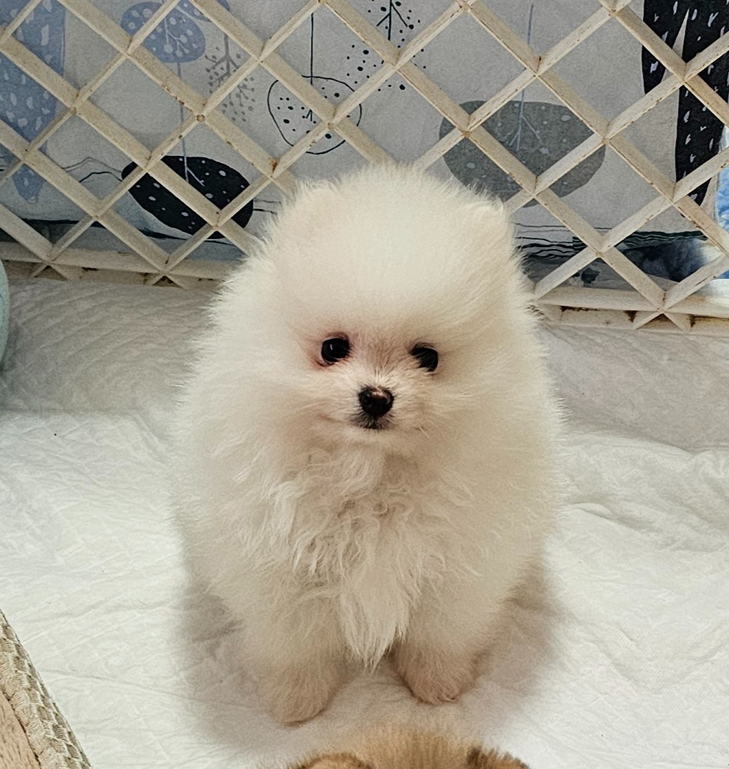 Szpic Miniaturowy Pomeranian - 8