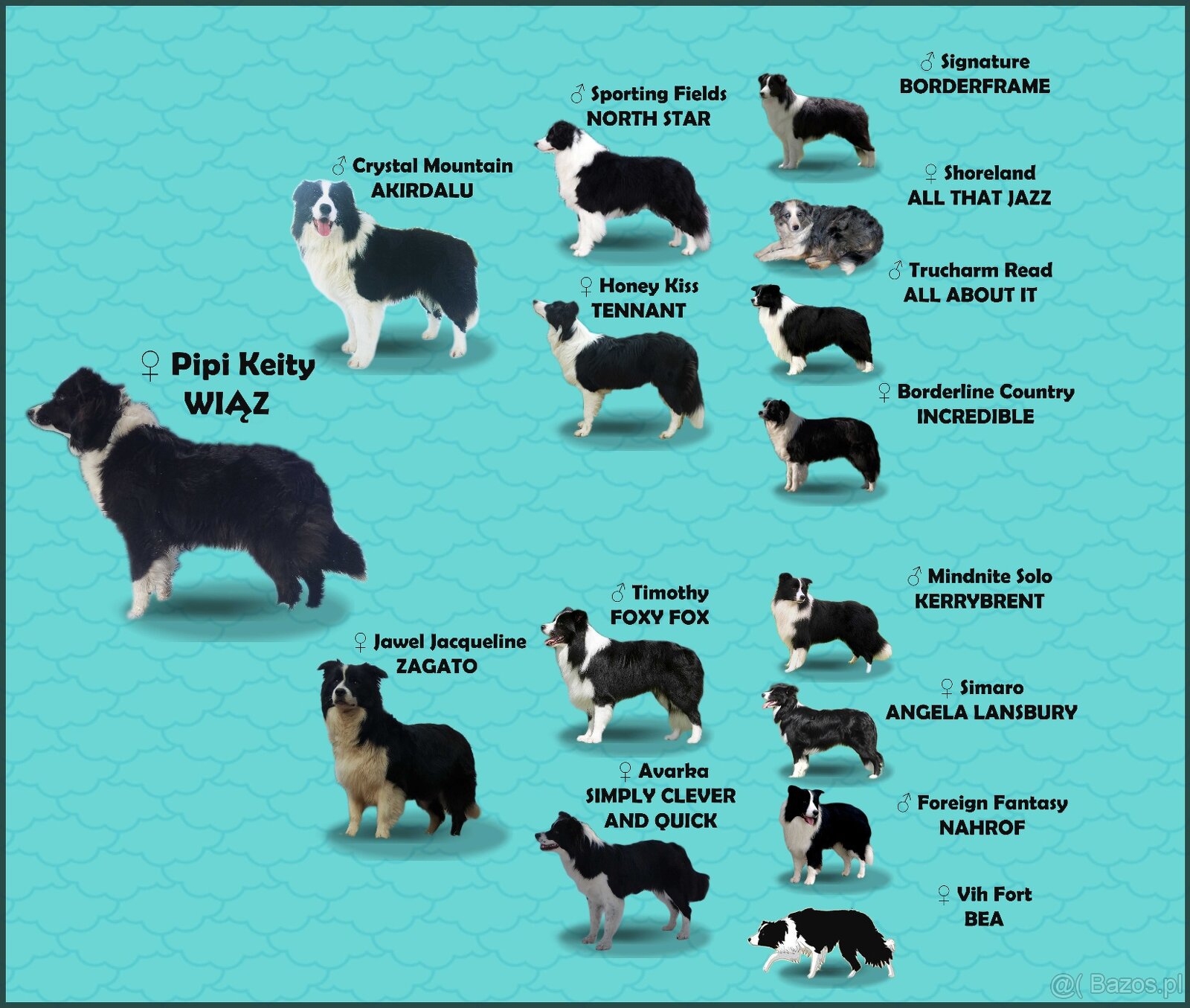 BORDER COLLIE czystej krwi z Hodowli - Rasowy z pełną dokume - 8