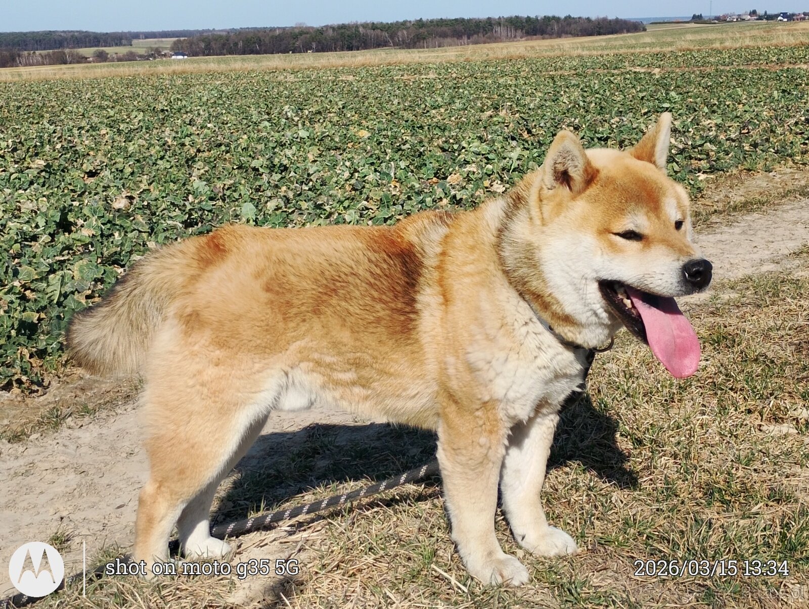 Shiba Inu - najstarszy w miocie czerwony piesek - 8