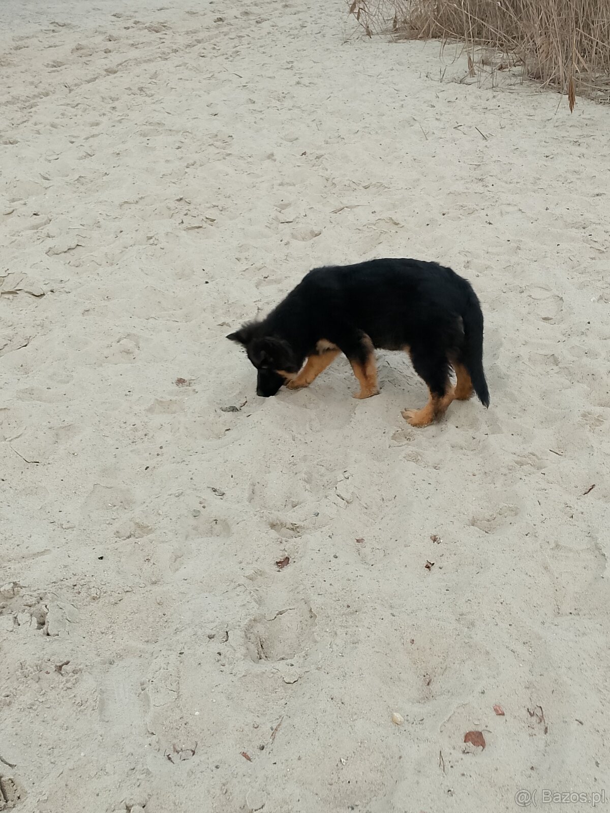 Owczarek niemiecki długowłosy - 8