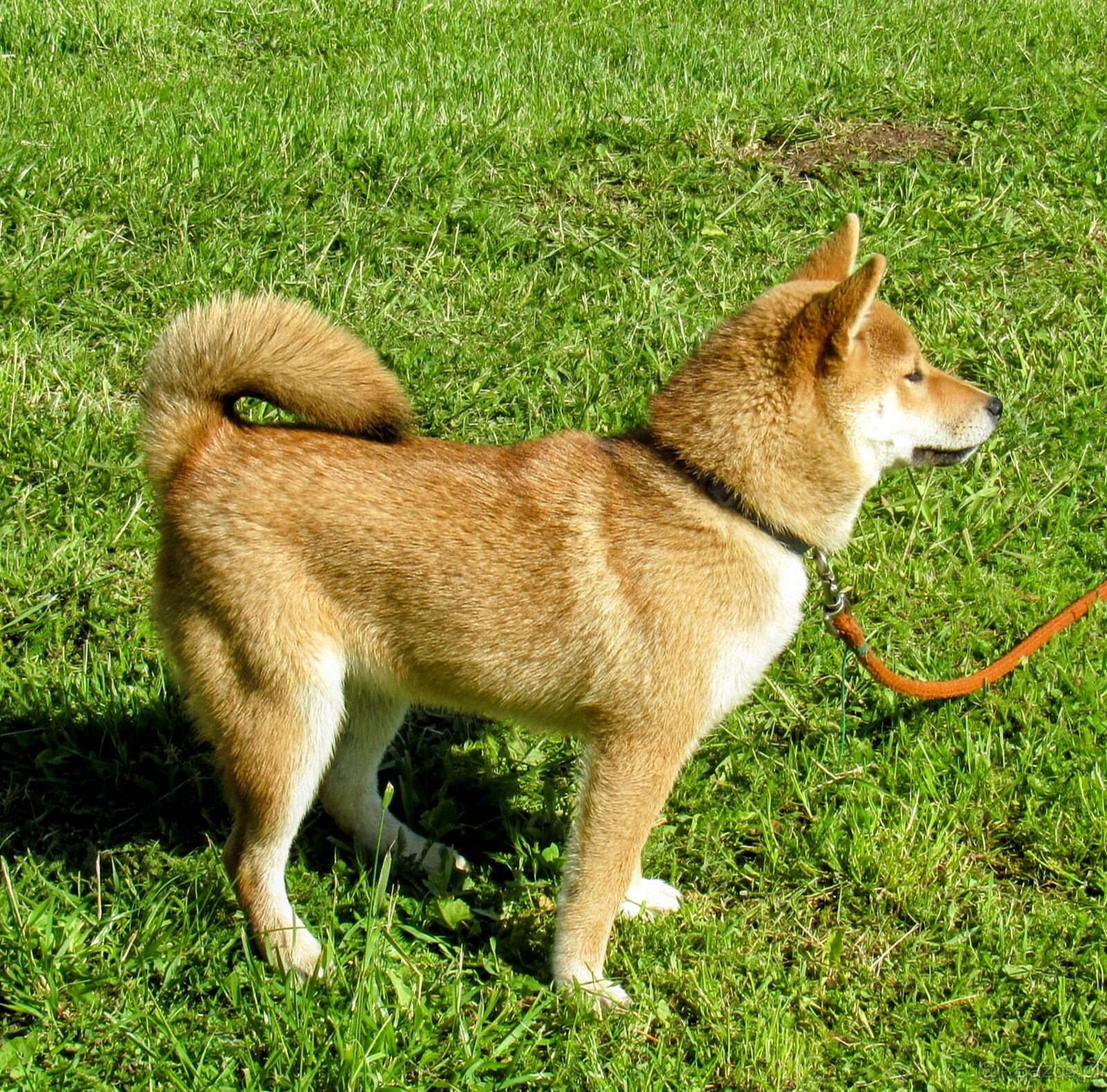 Shiba Inu czerwona, mała suczka o wielkim serduszku - 8