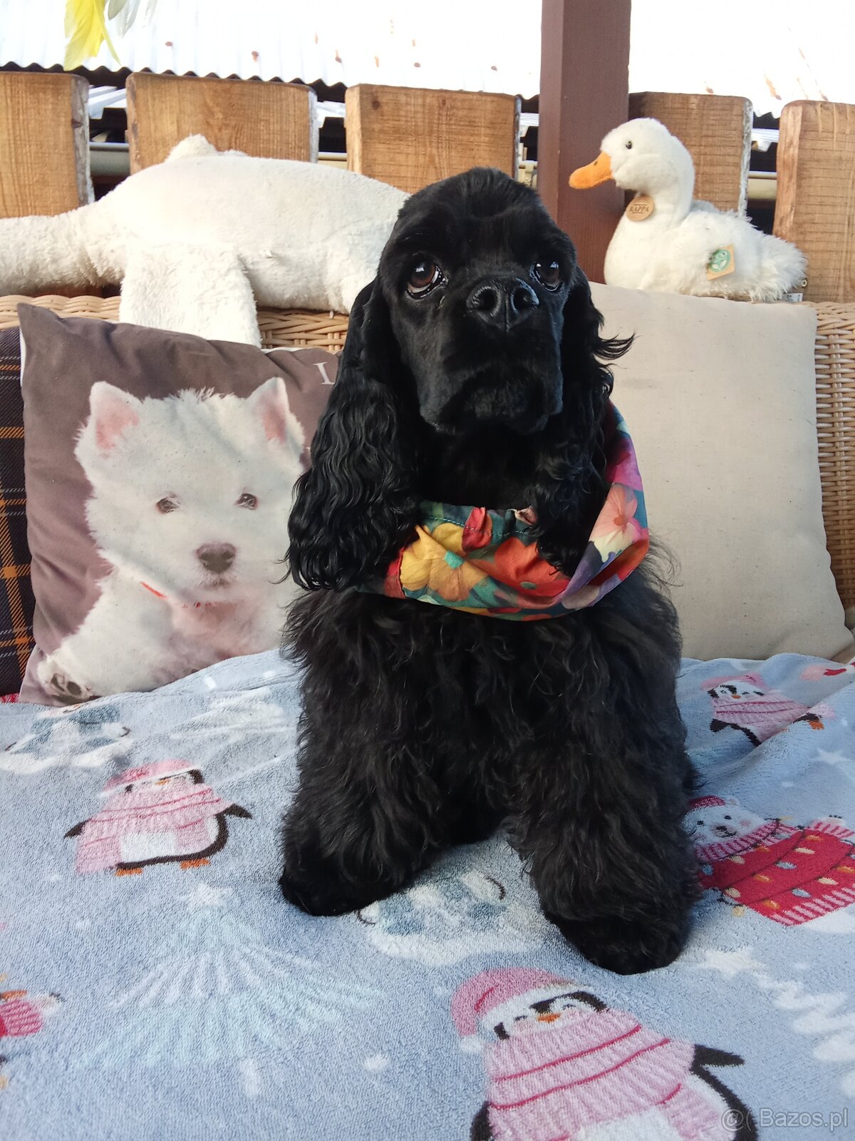 Cocker spaniel american/PP fci - 8