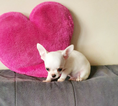 Chihuahua śliczne białe pieski - 8