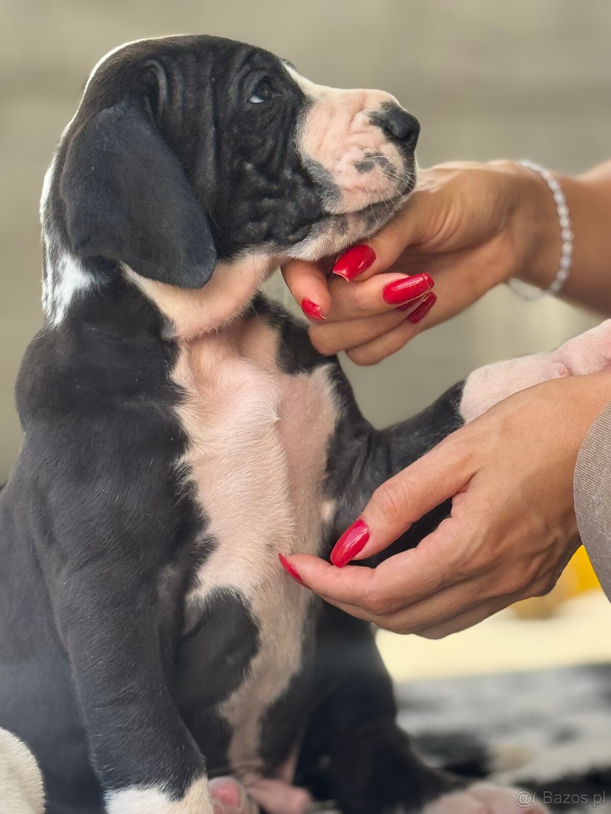 Szczenięta doga niemieckiego, dog niemiecki - 8