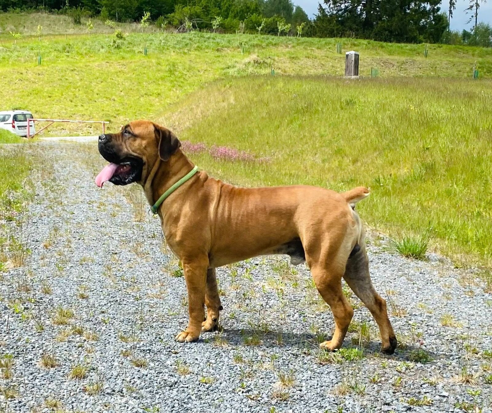 Boerboel FCI rodowod - 8