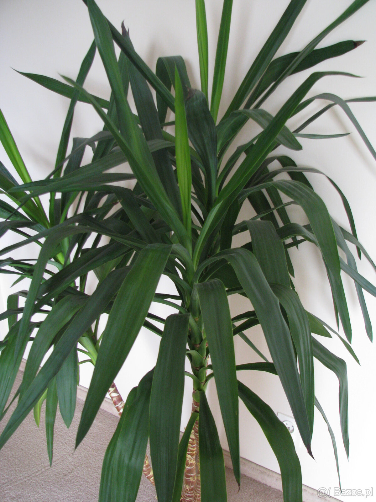 Juka – piękny, zdrowy, duży kwiat doniczkowy, 3-pienny, 1,6 - 8