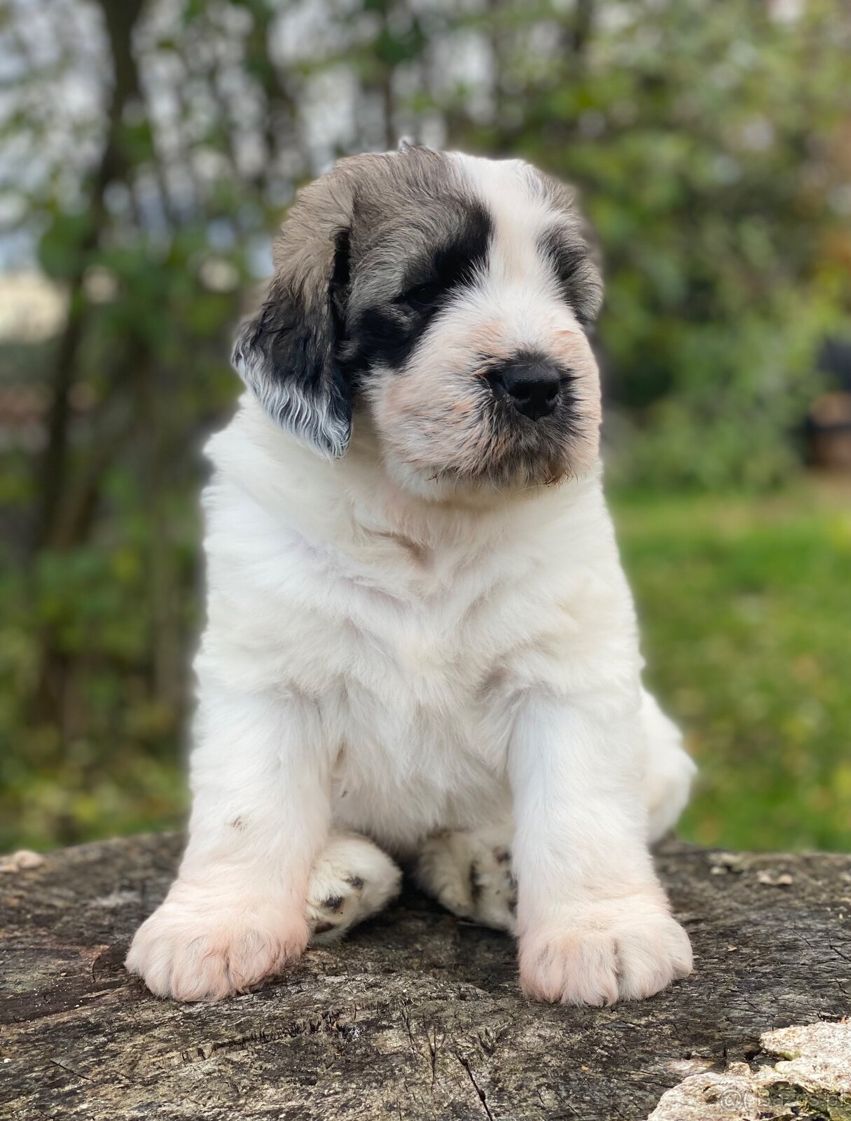 Owczarek Rumuński Mioritic Szczenięta - 8