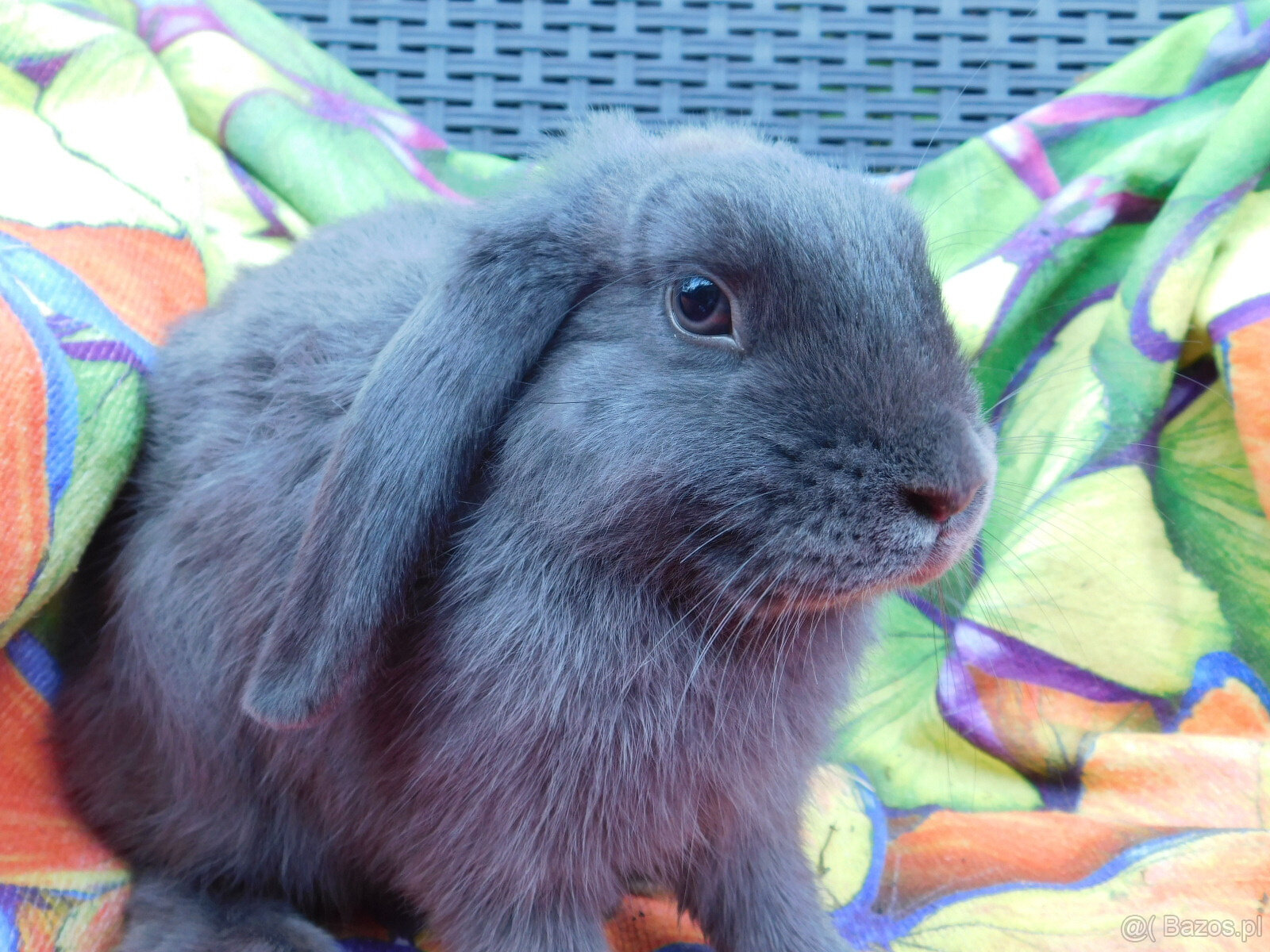 Niebieskie baranki mini lop - 8