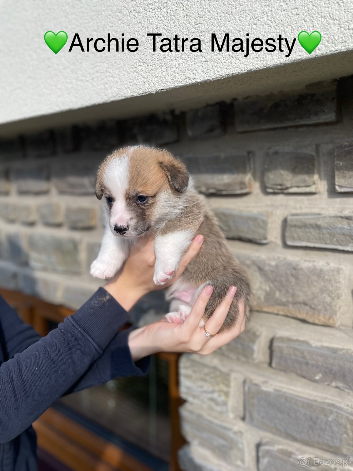 Szczenięta Welsh Corgi Pembroke - Tatra Majesty - 8
