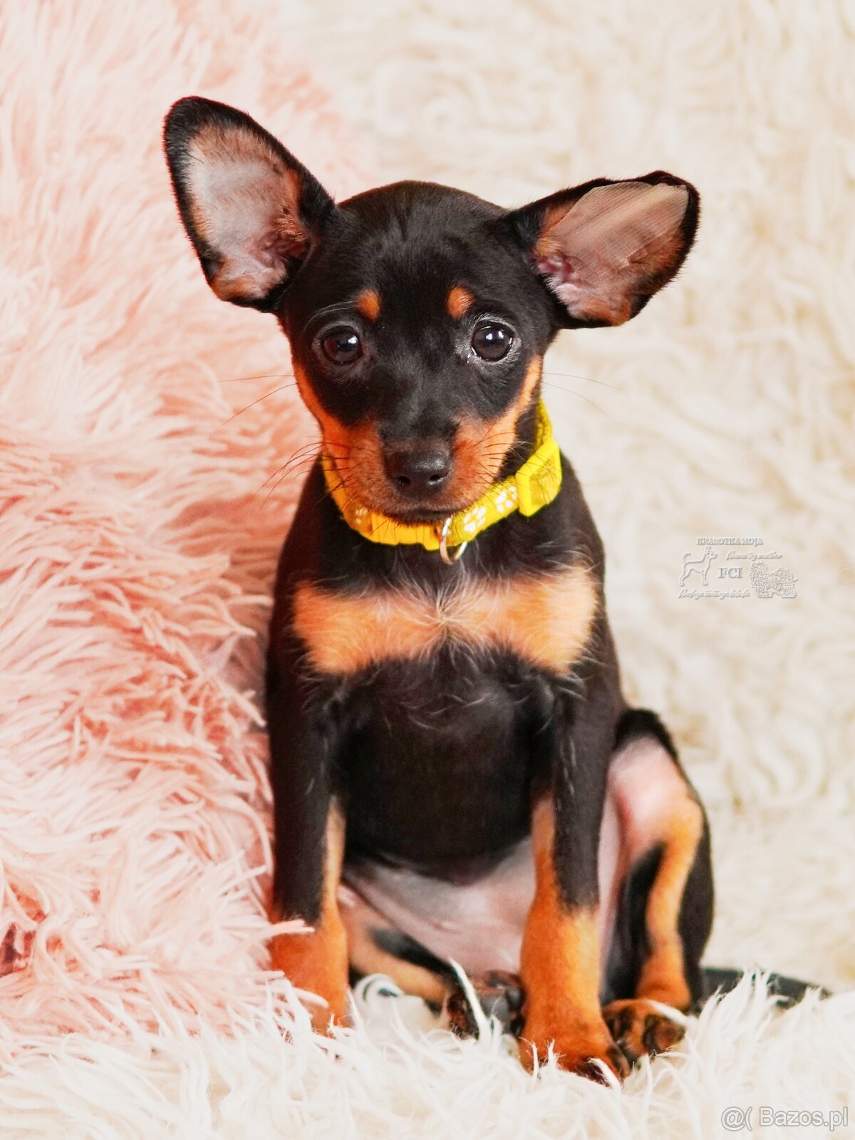 Rosyjski toy FCI - 8