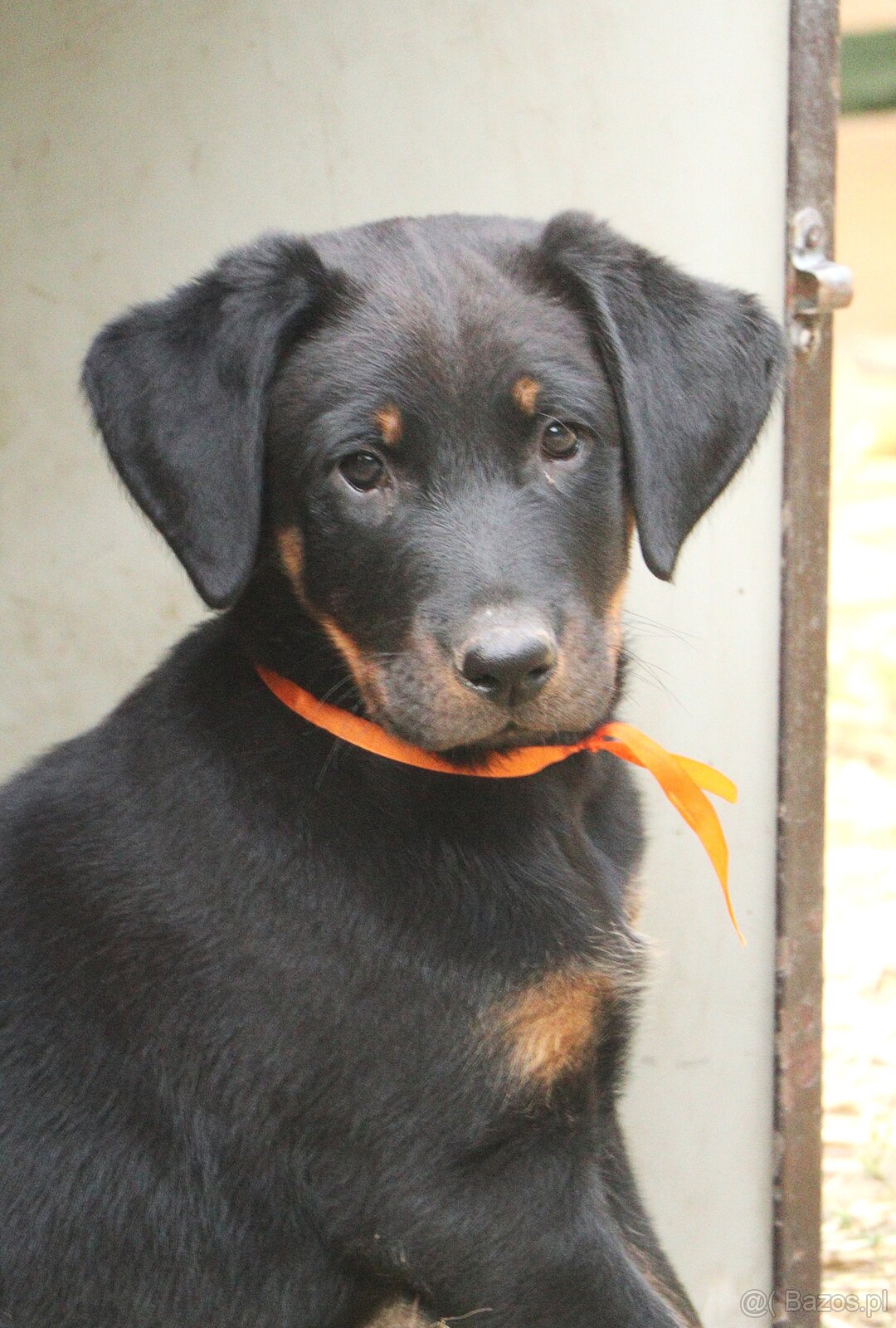 Beauceron z rodowodem FCI - 8