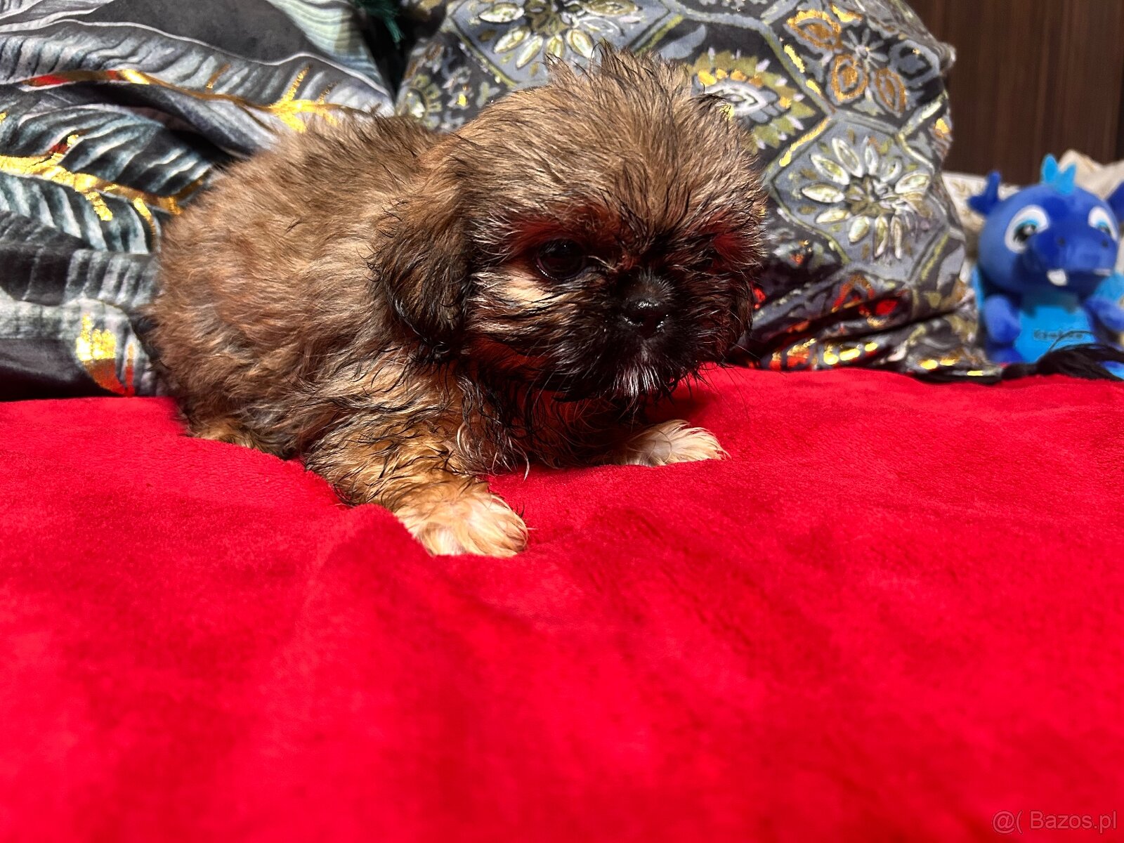 Szczeniaczki Shih Tzu - 8