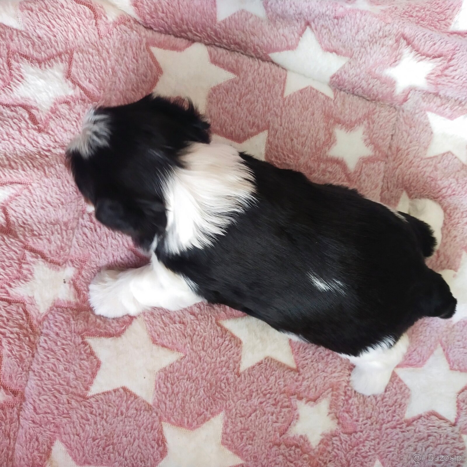 Yorkshire Terrier Biewer - 8