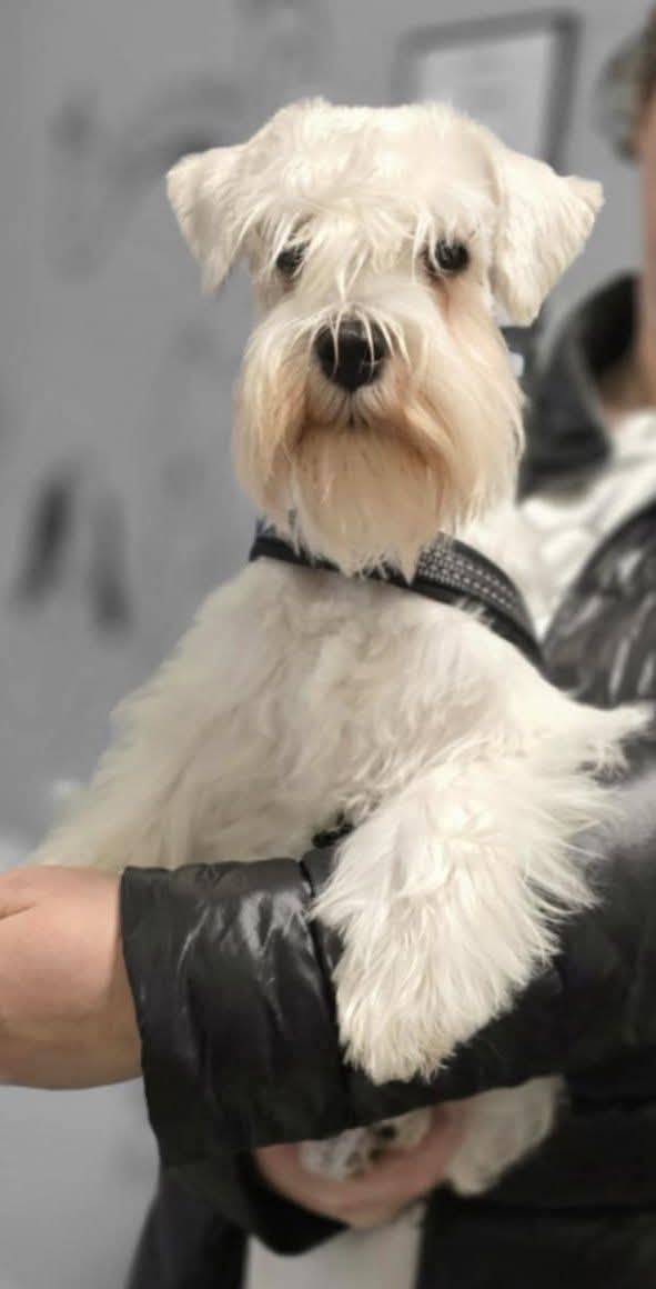 Schnauzer miniatúrne white - 8