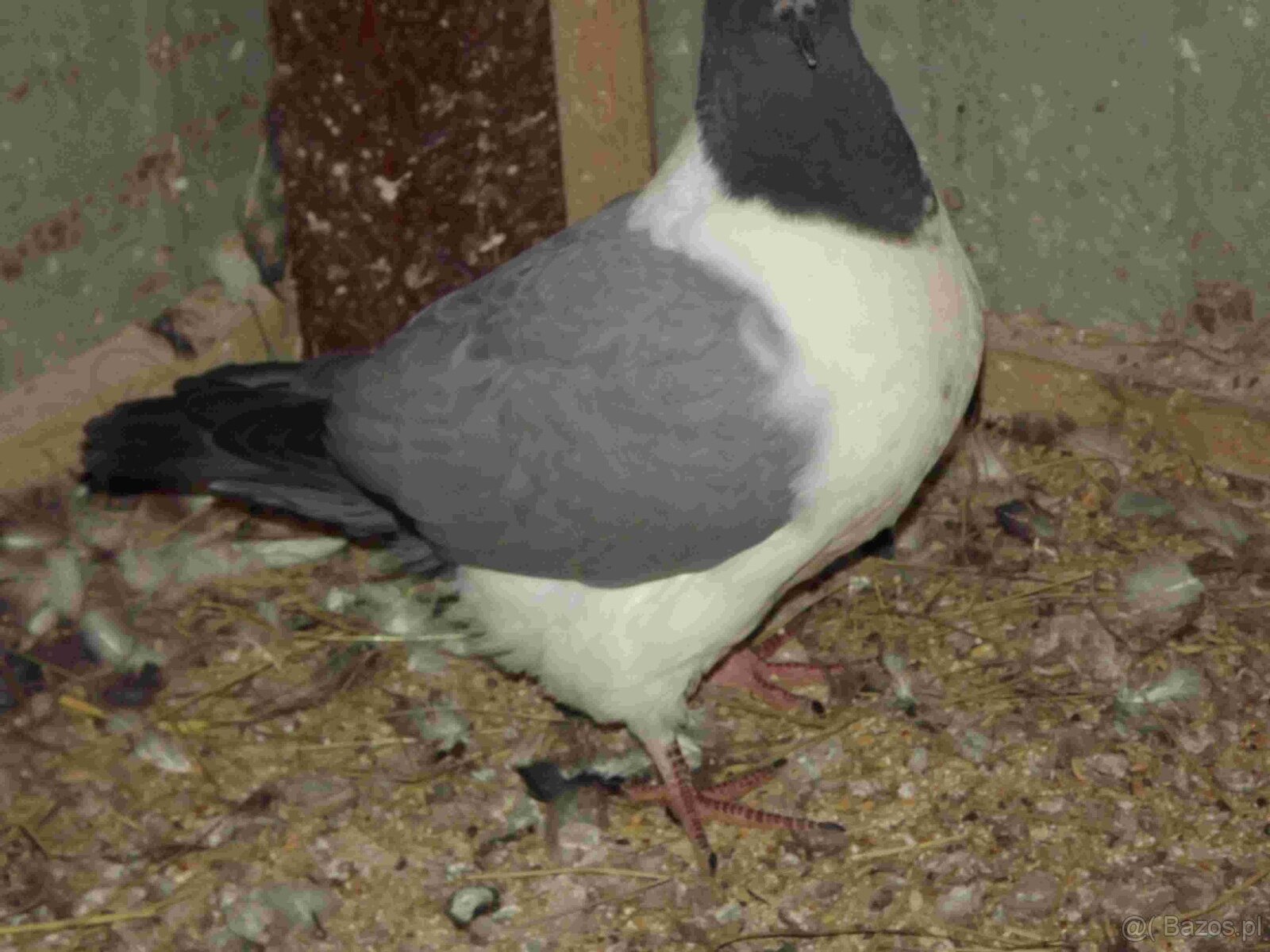 sprzedam gołębie - 8