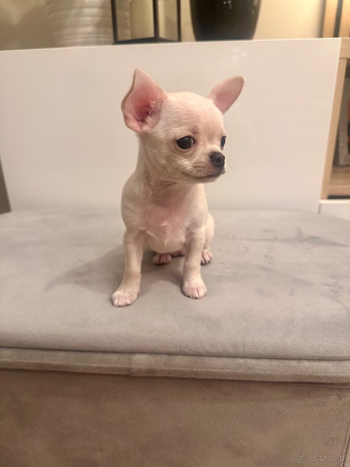 Szczeniaki rasy chihuahua 7tyg - 8