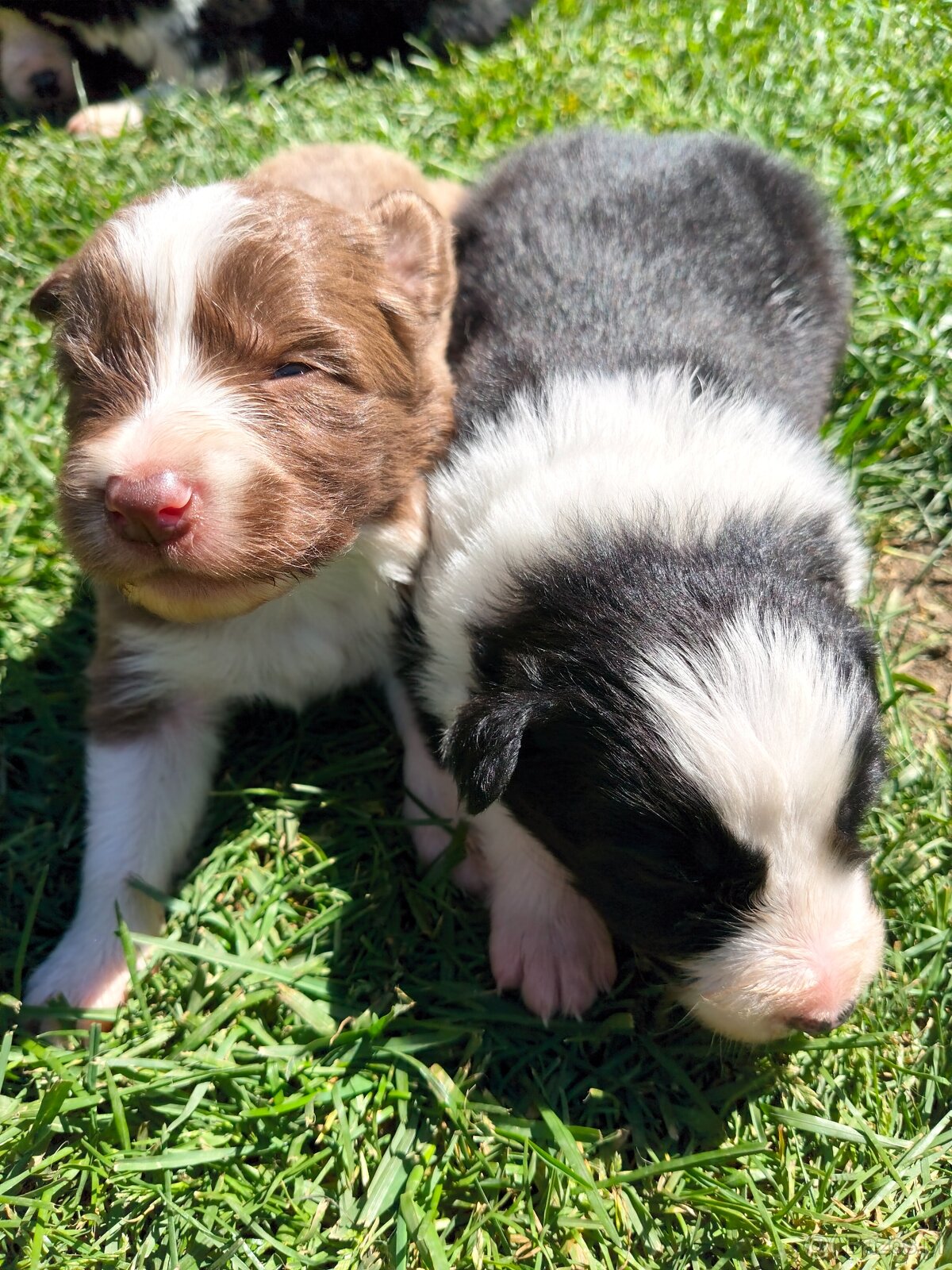 Szczenięta Border Collie ZKwP FCI - 8