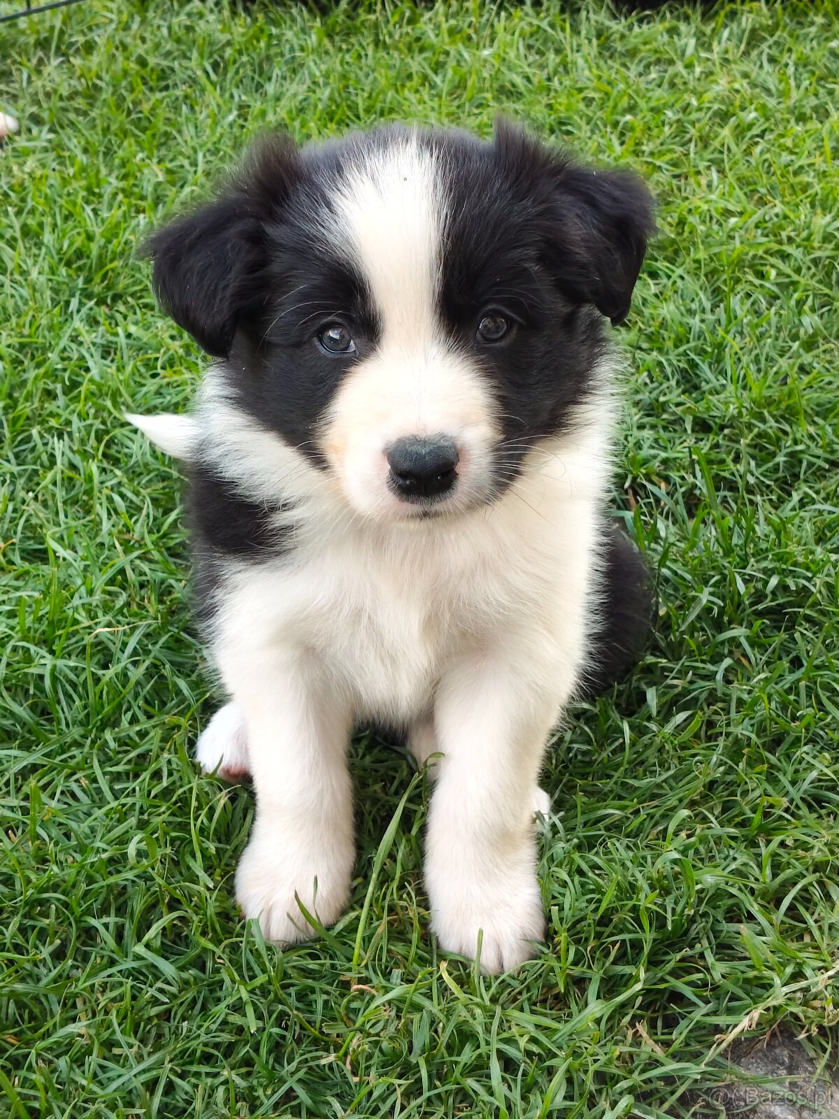 Szczenięta Border Collie ZKwP FCI - 8