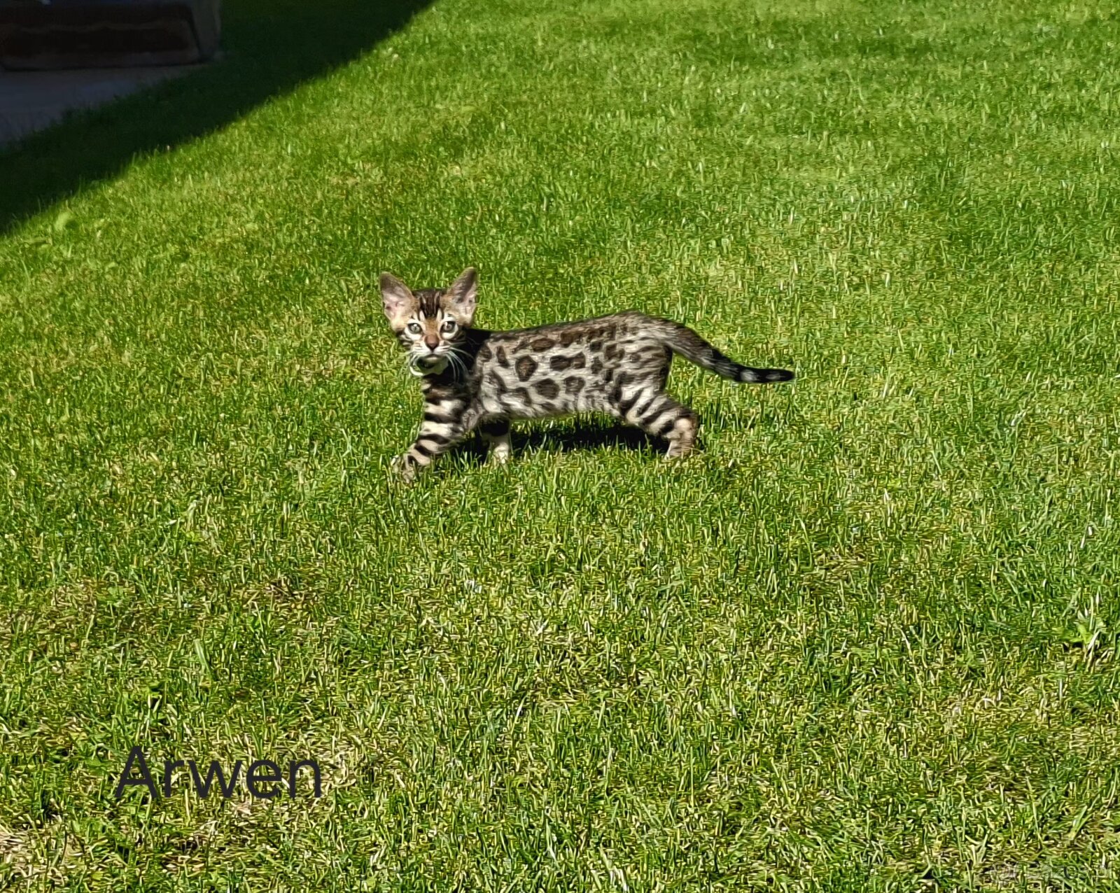 OUR BENGAL KITTENS WITH PEDIGREE CERTIFICATES - 8