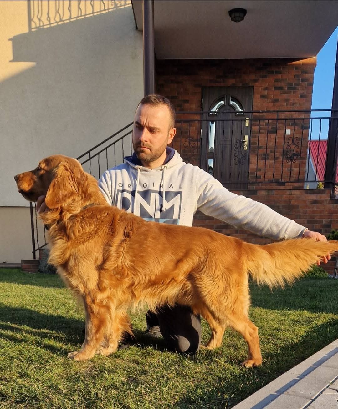 GOLDEN RETRIEVER po championie białe złote biszkoptowe - 8