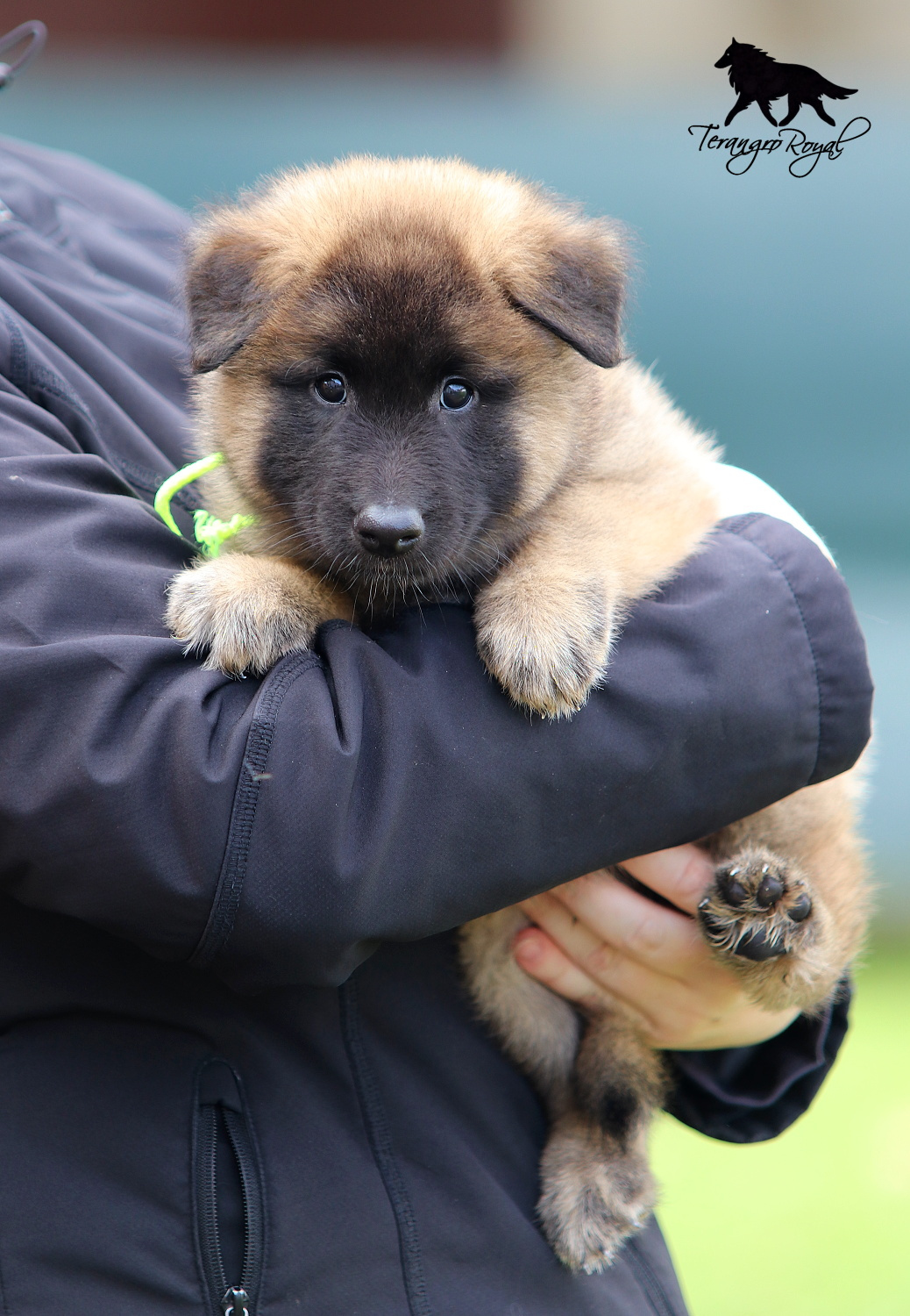 Owczarek belgijski Tervueren - szczenięta z rodowodem - 8