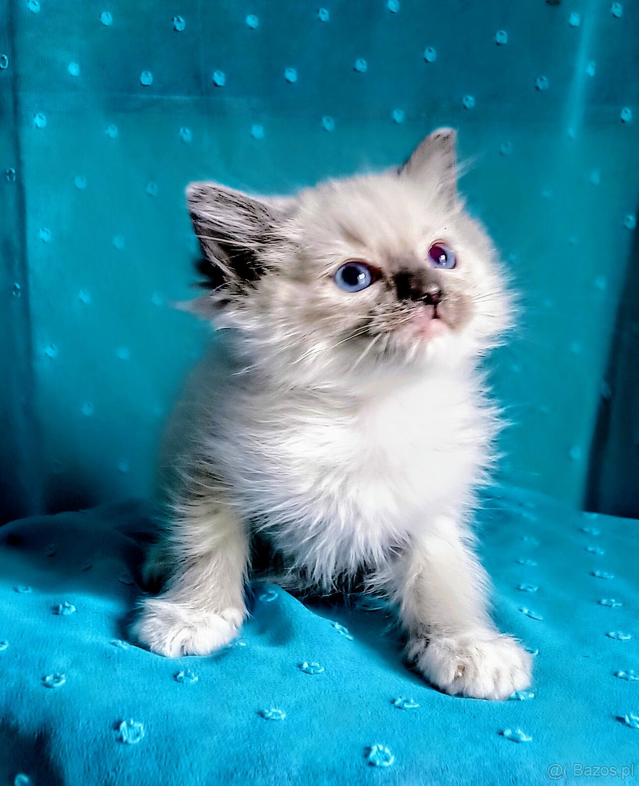 Piękny kocurek Ragdoll z rodowodem i wyprawką - 8