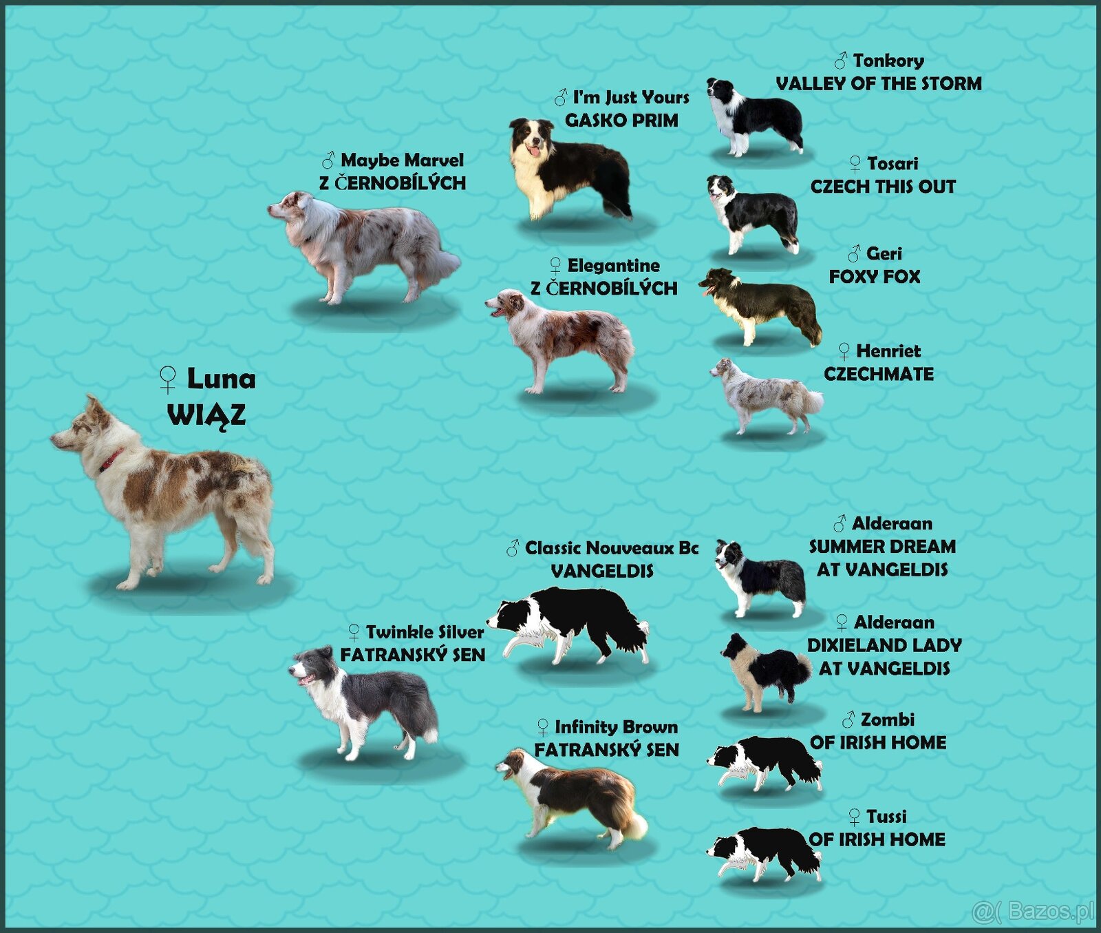 Rasowa suczka BORDER COLLIE z Hodowli - pełną dok. - 8