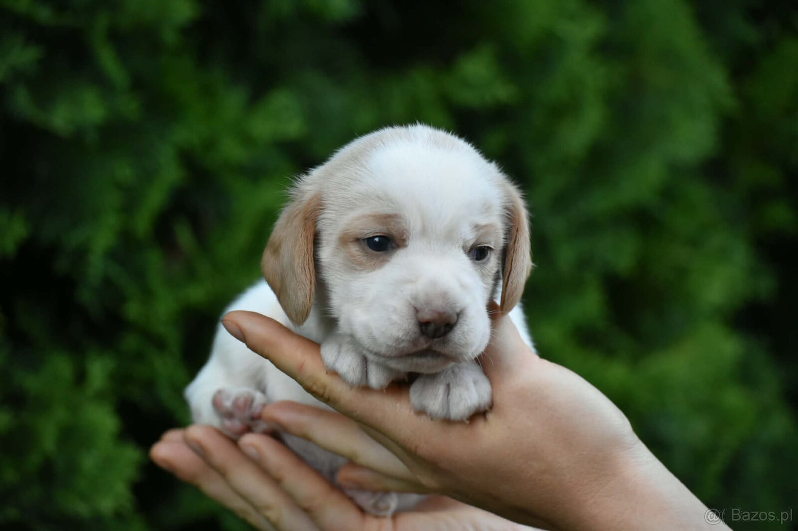 Beagle s PP (FCI) - 8