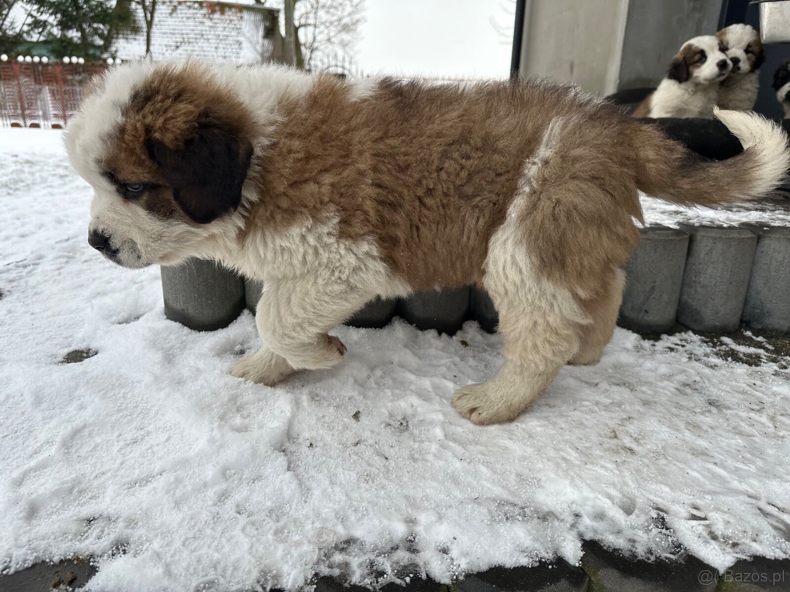 Bernardyn szczeniaki - 8