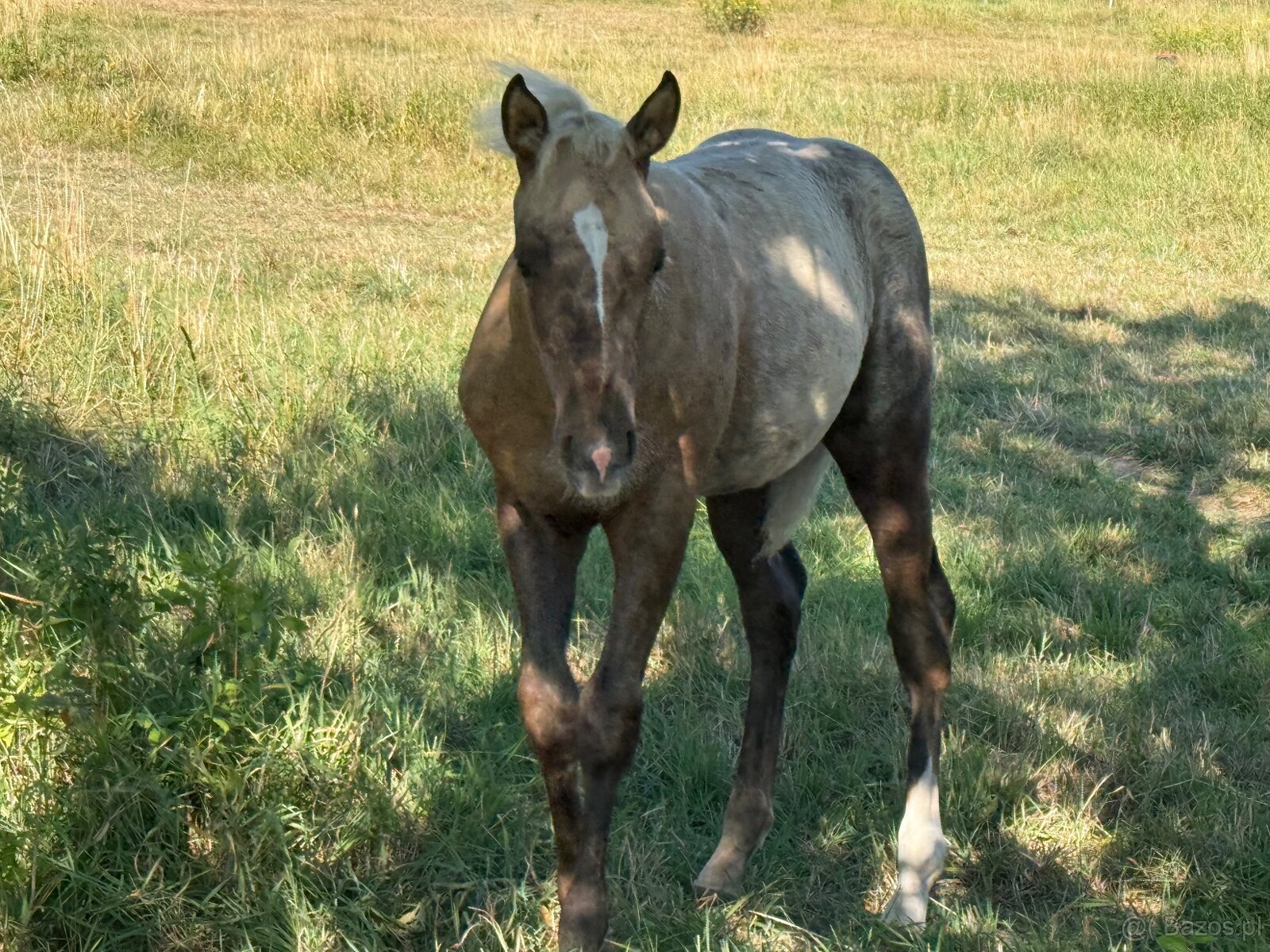 Qh - 8