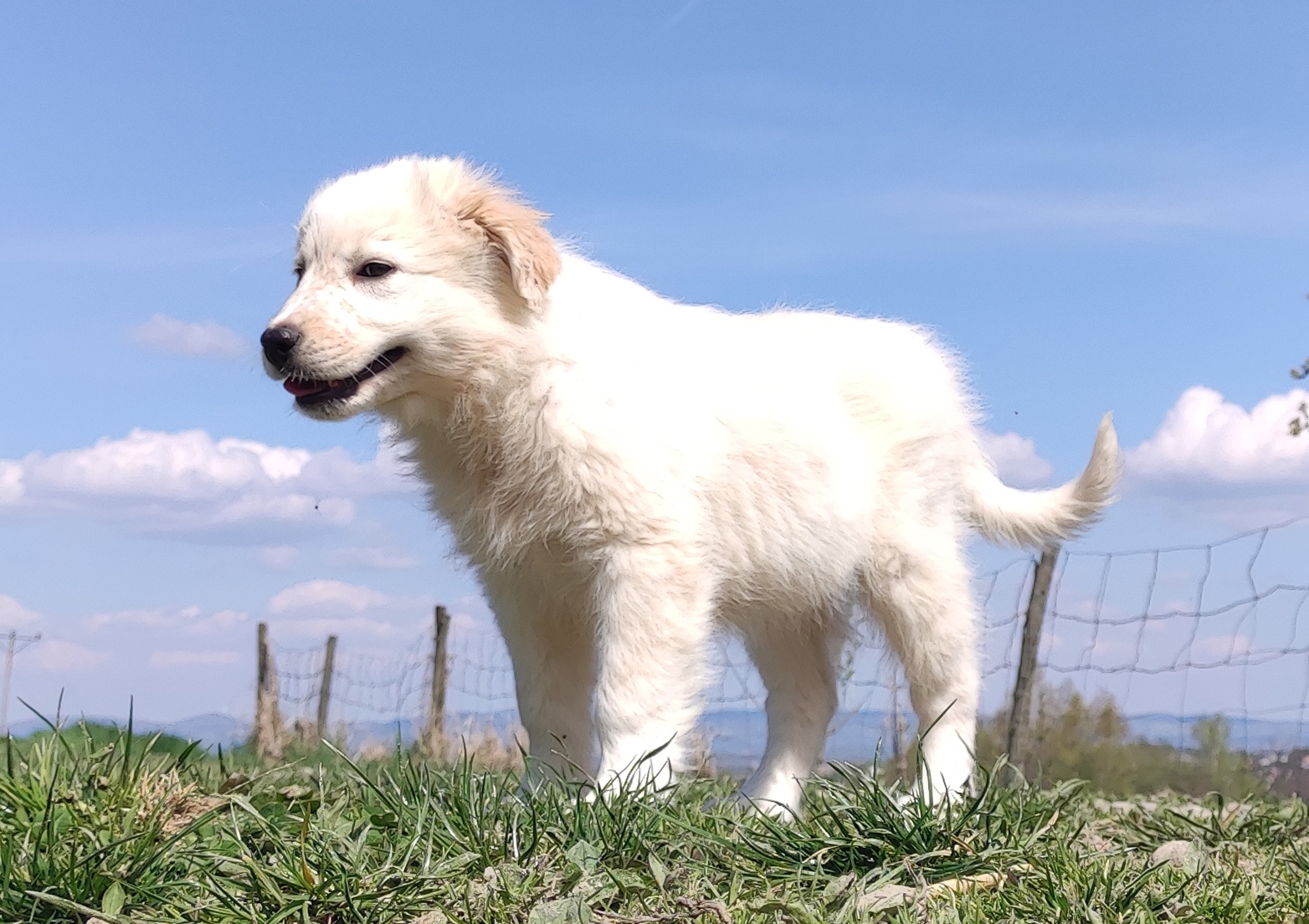 Rasowa suczka XJA ee-red Border Collie z pełną dok. przebada - 8