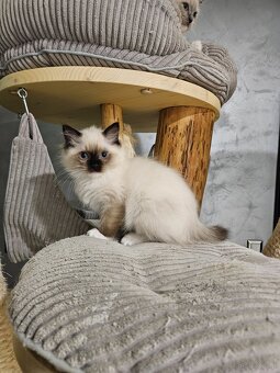 Kocięta Ragdoll - 8