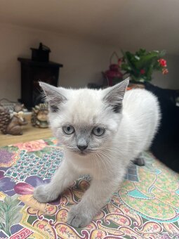 Kotki rasowe point - 8